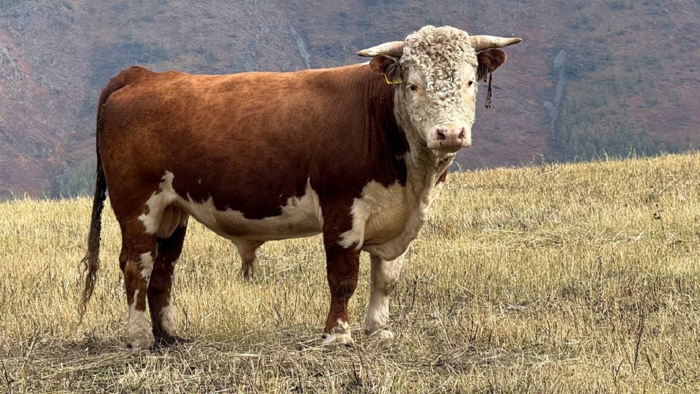 Сокровища Чулышмана. Пять дней на Алтае! (16/35)