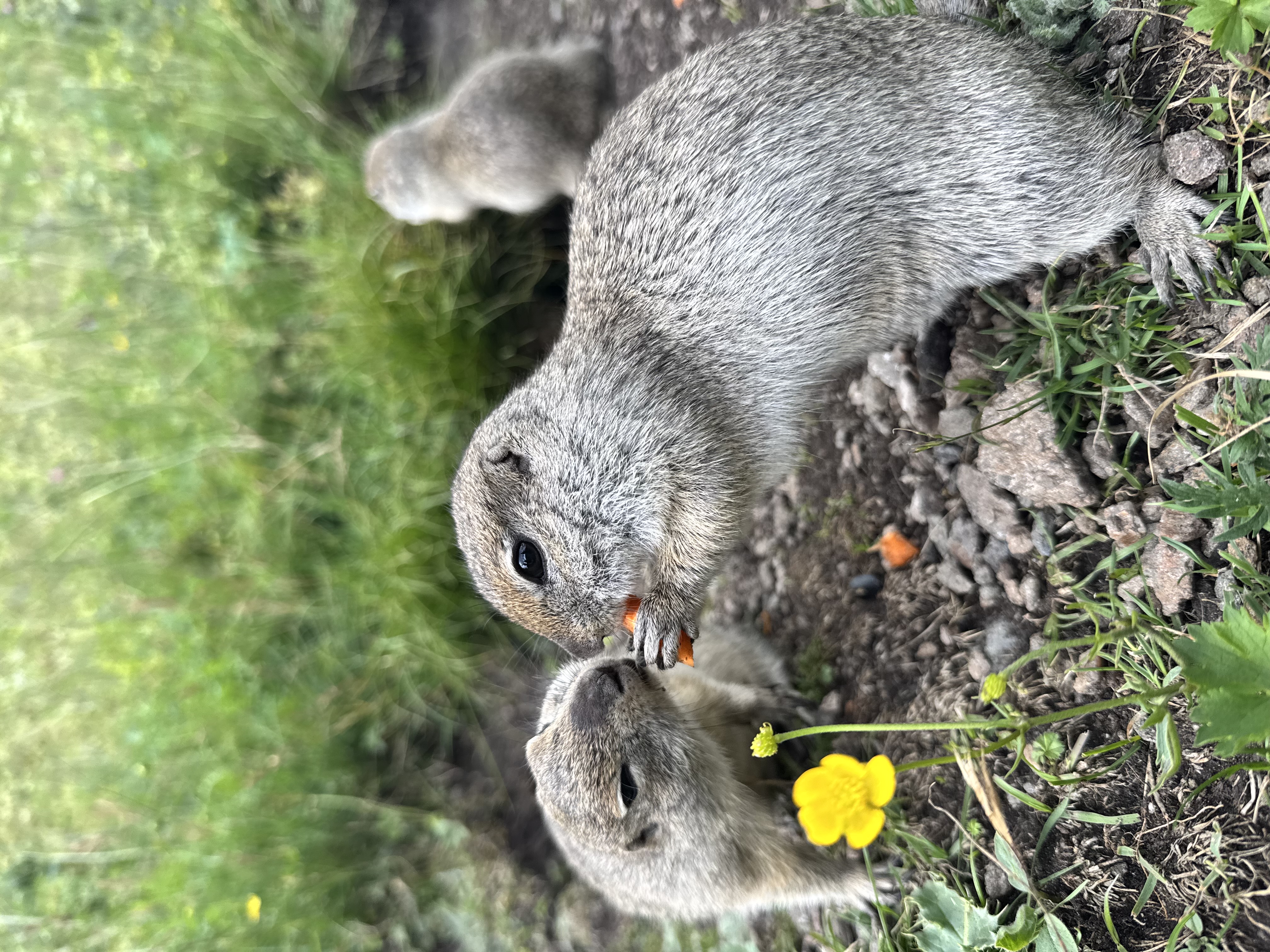 Экскурсия на джипе в Джилысу: красота Кавказа в одном маршруте! (Индивидуальный тур) (15/16)
