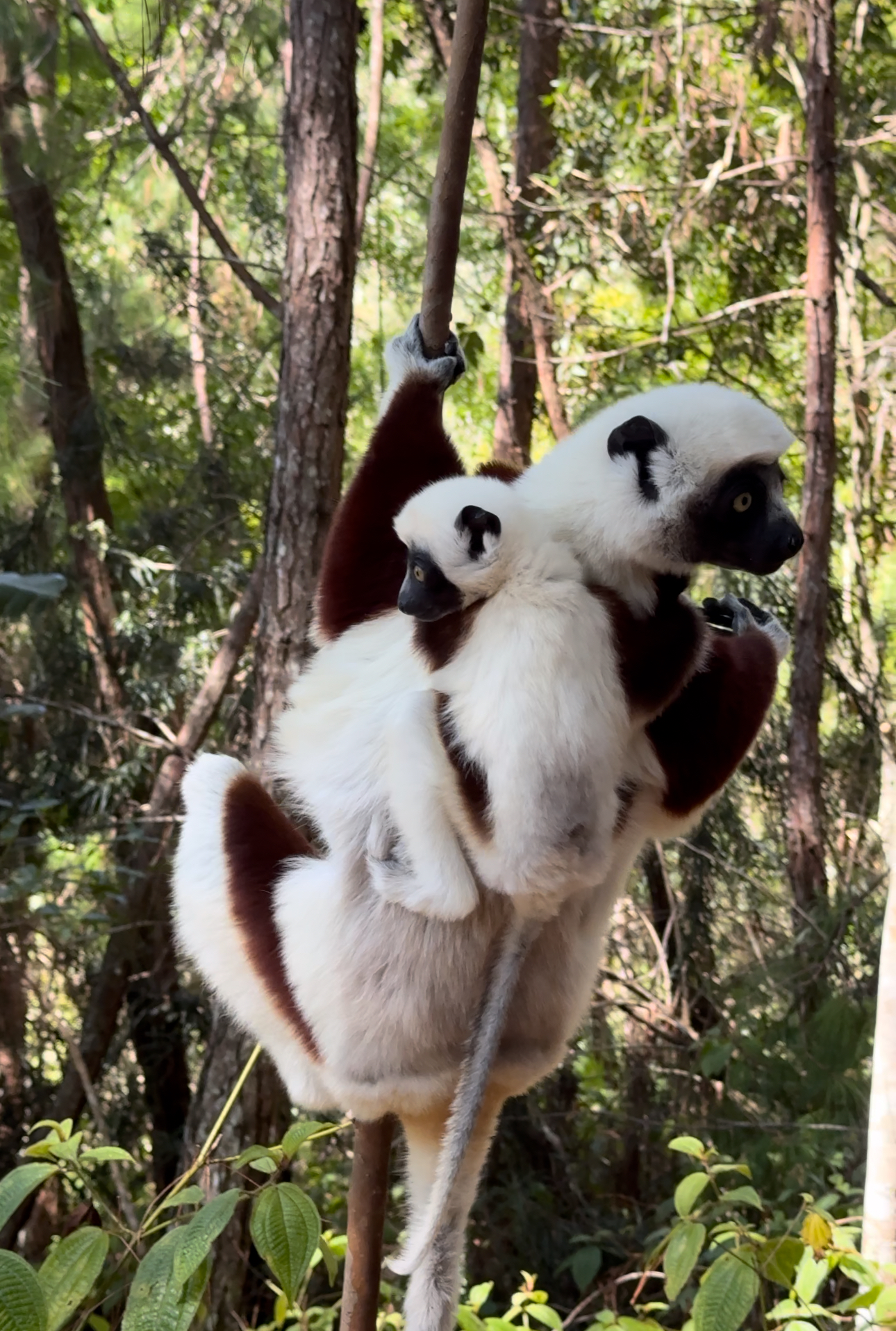 Мадагаскар. Люксовый тур на частном самолёте (11/27)