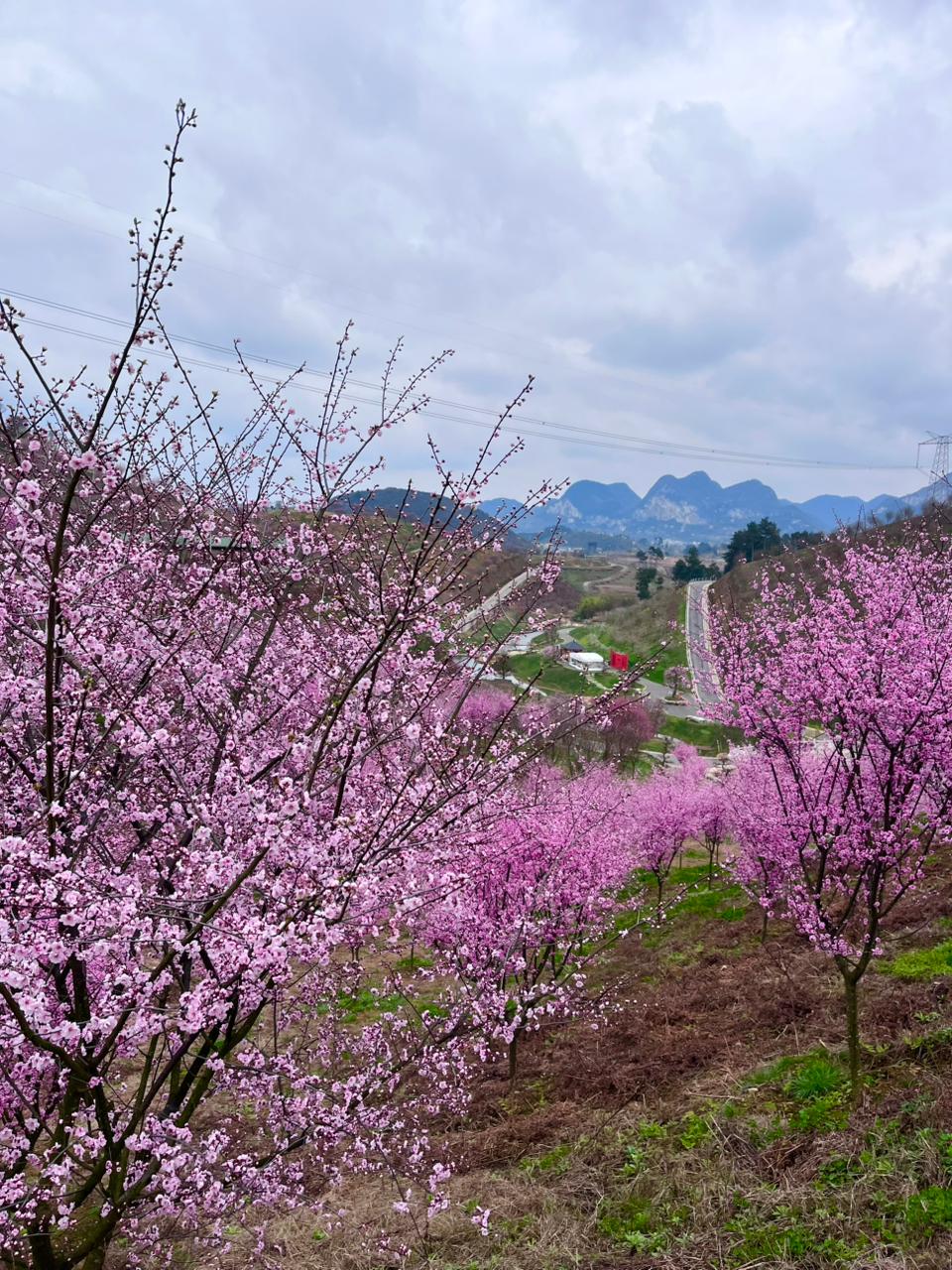 Великая Китайская стена - горы Аватара - Гуйчжоу - Пекин