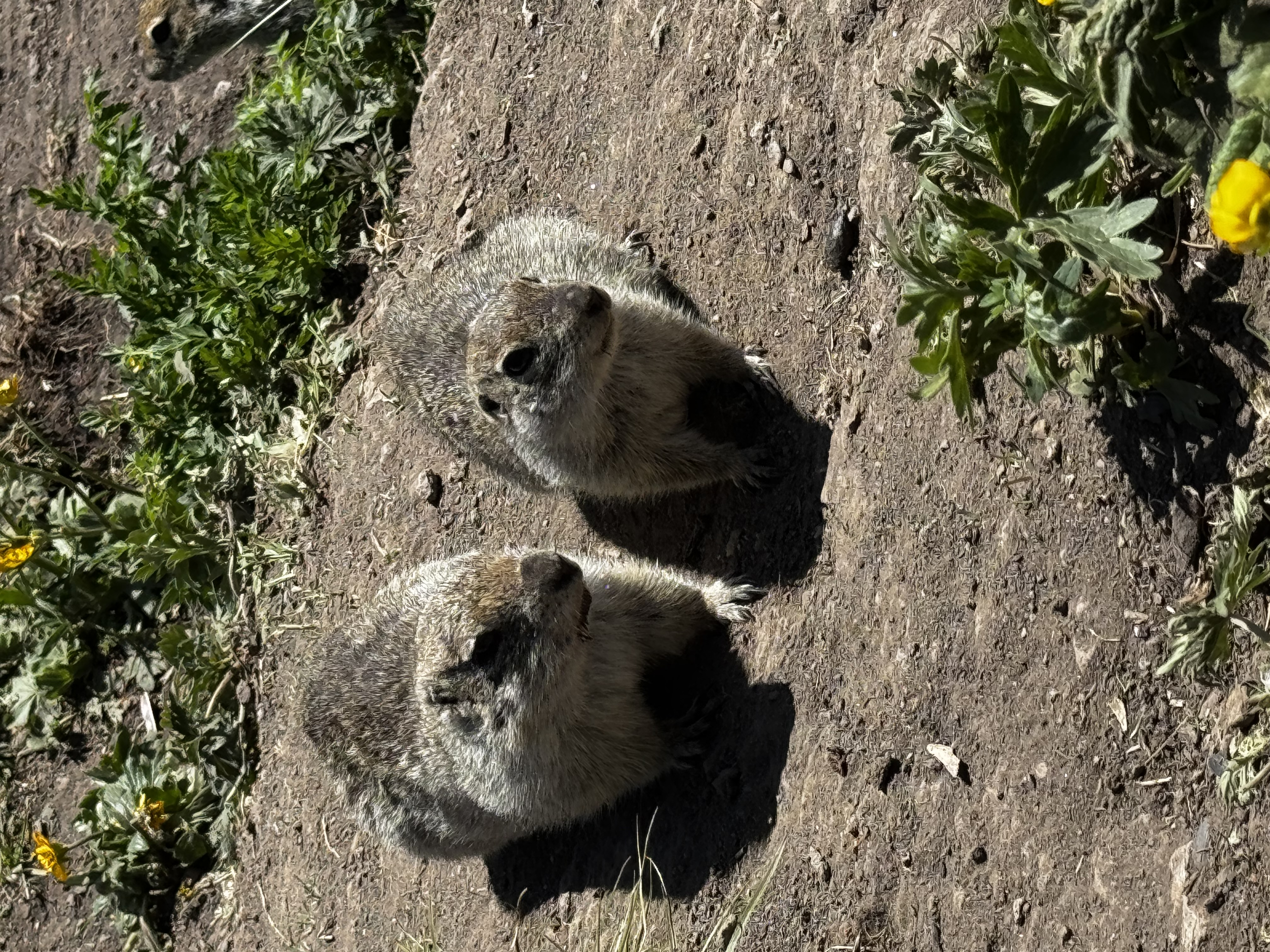 Экскурсия на джипе в Джилысу: красота Кавказа в одном маршруте! (Индивидуальный тур) (13/16)