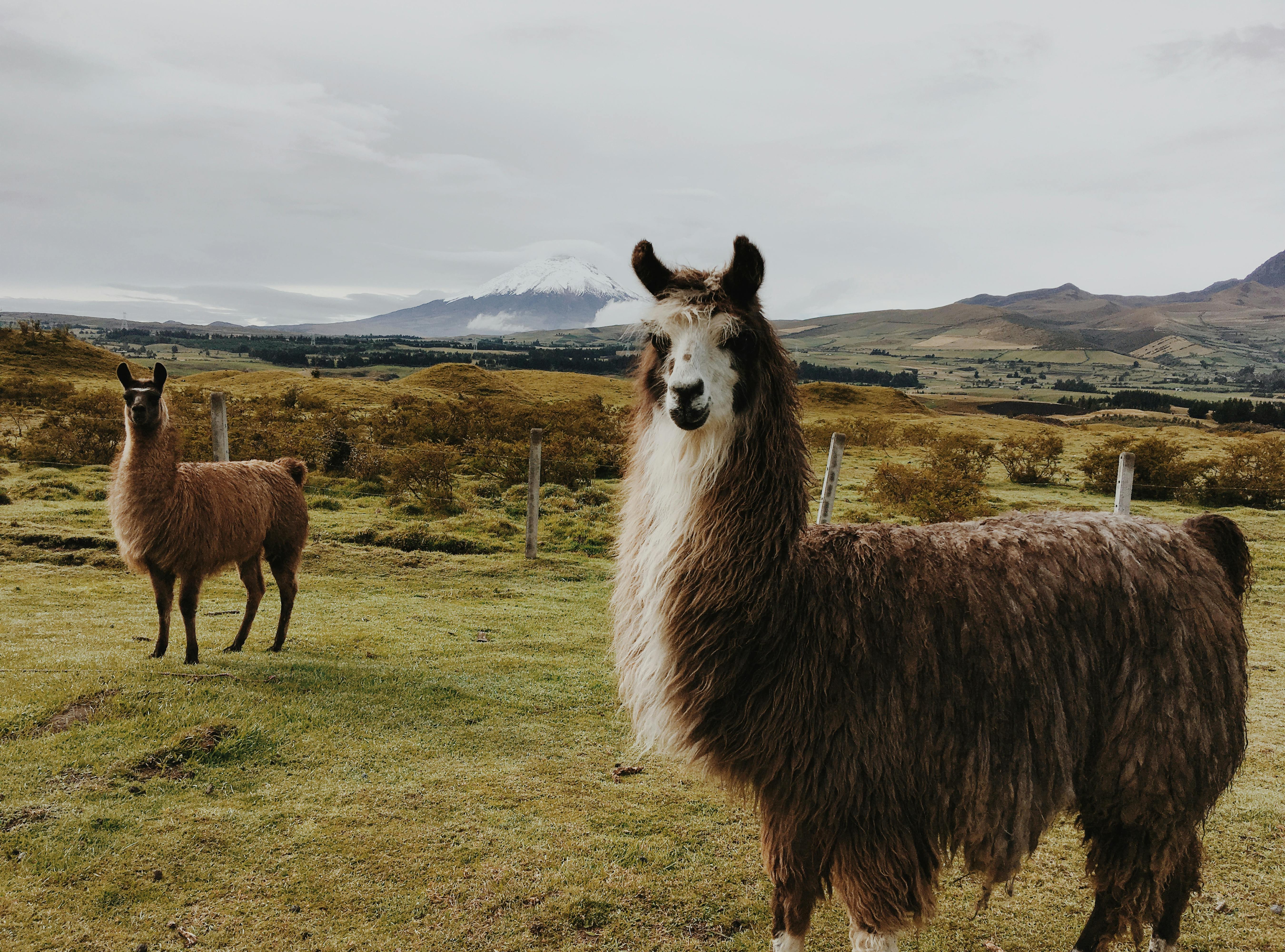 Эквадор+Галапагосы. 14 дней. Вся необходимая информация в Описании!!!