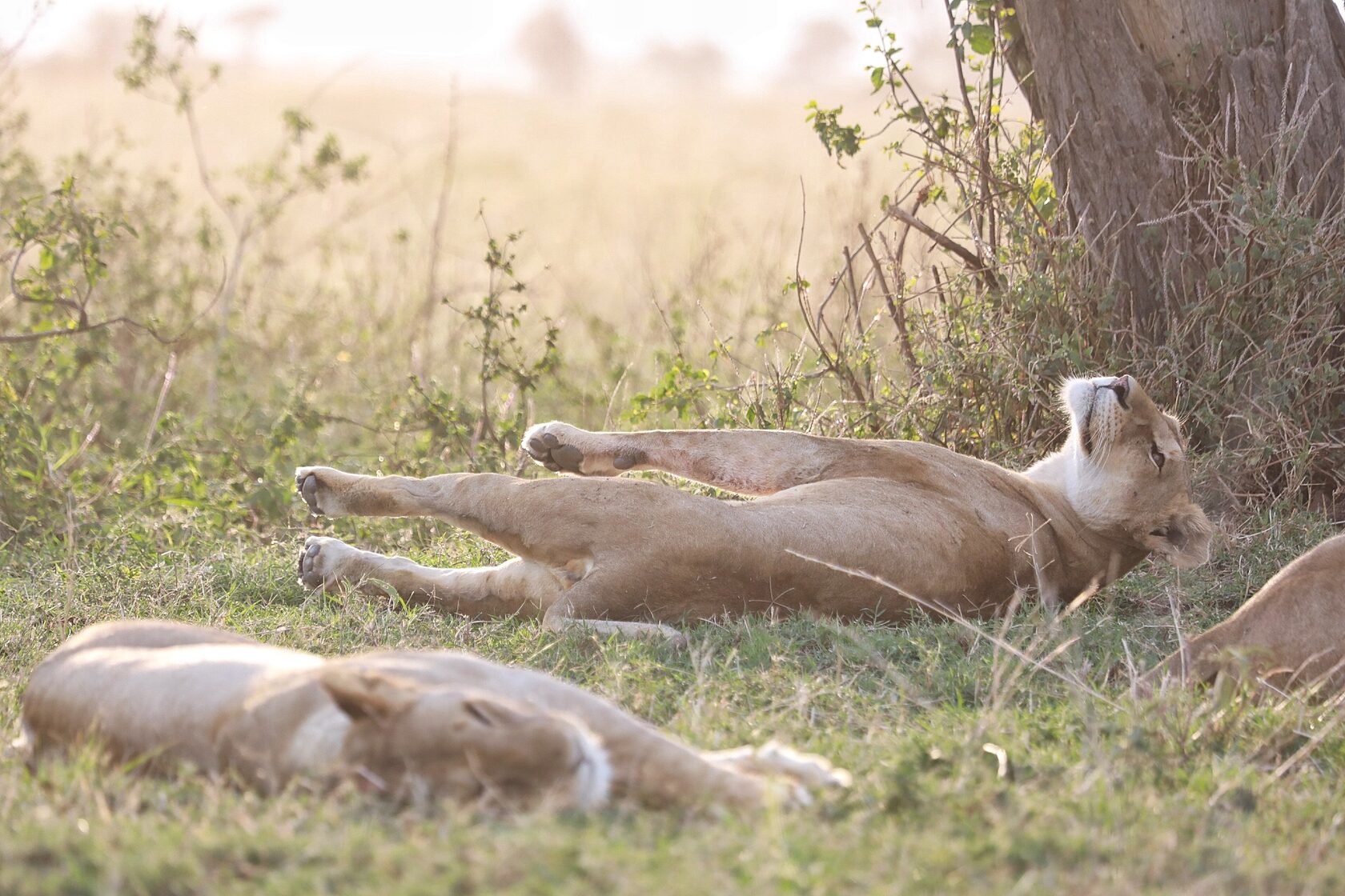 Танзания: Фото-экспедиция на Великую Миграцию в Серенгети (5/19)