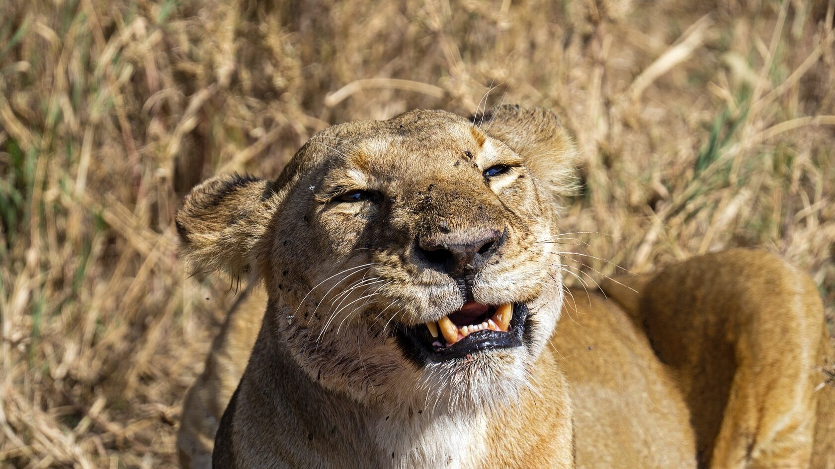 Танзания: Фото-экспедиция на Великую Миграцию в Серенгети (2/19)