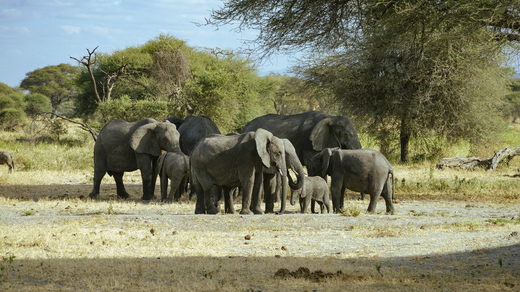 Танзания: Фото-экспедиция на Великую Миграцию в Серенгети (18/19)