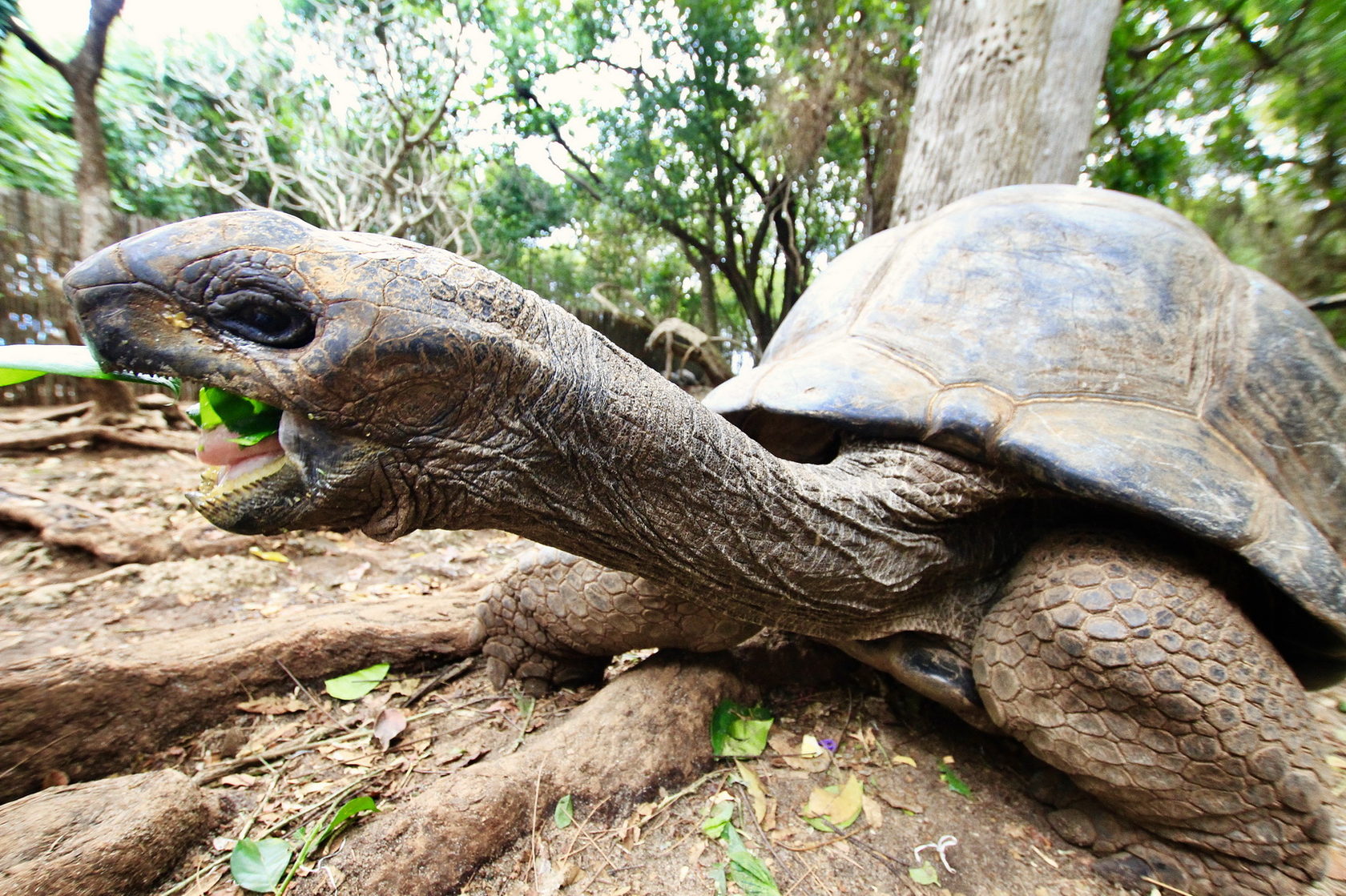 Танзания: Фото-экспедиция на Великую Миграцию в Серенгети (15/19)