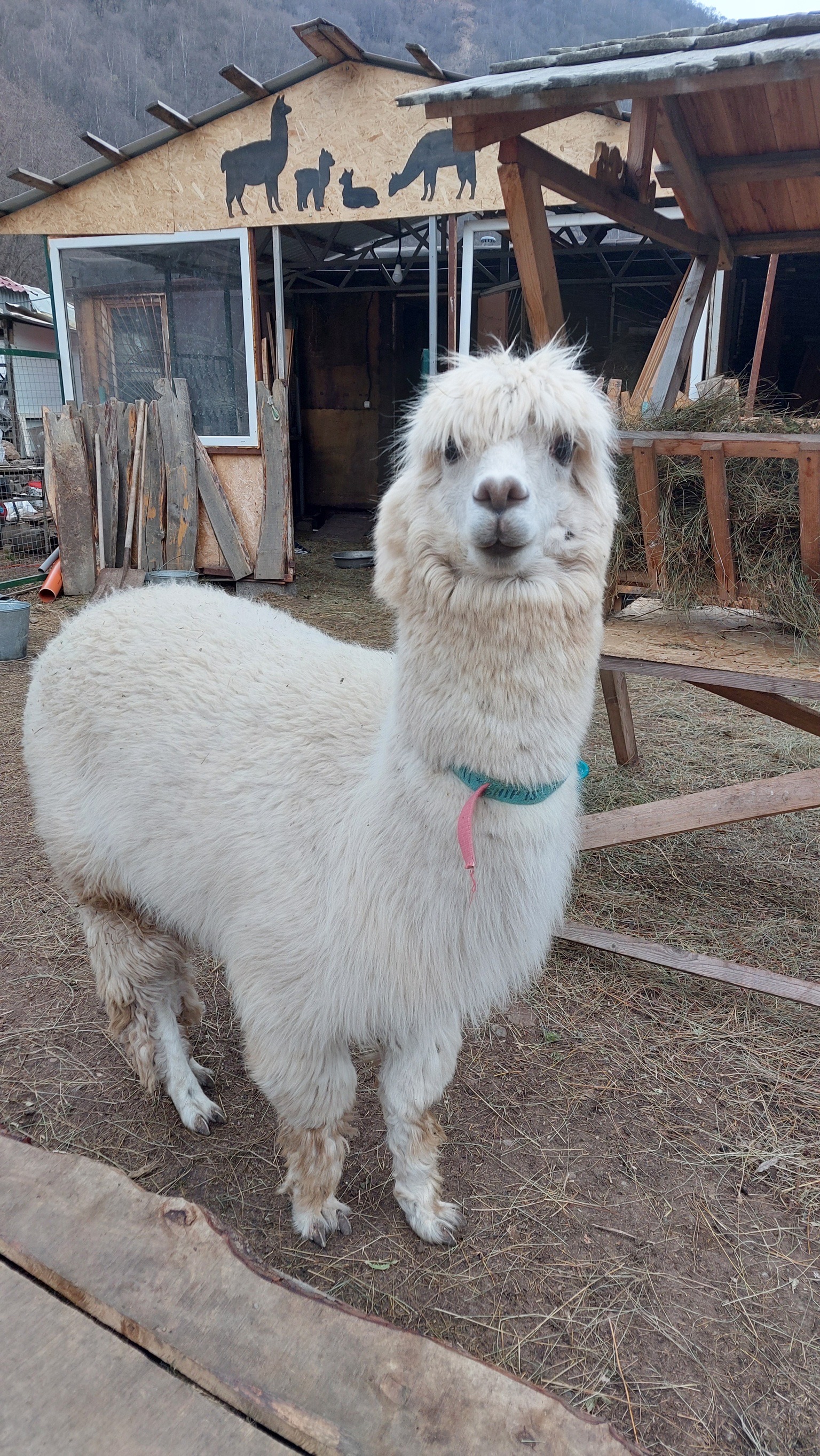 Экскурсия в зимний Кавказ: живописные виды вместо Бермамыта (индивидуальный формат) (14/18)