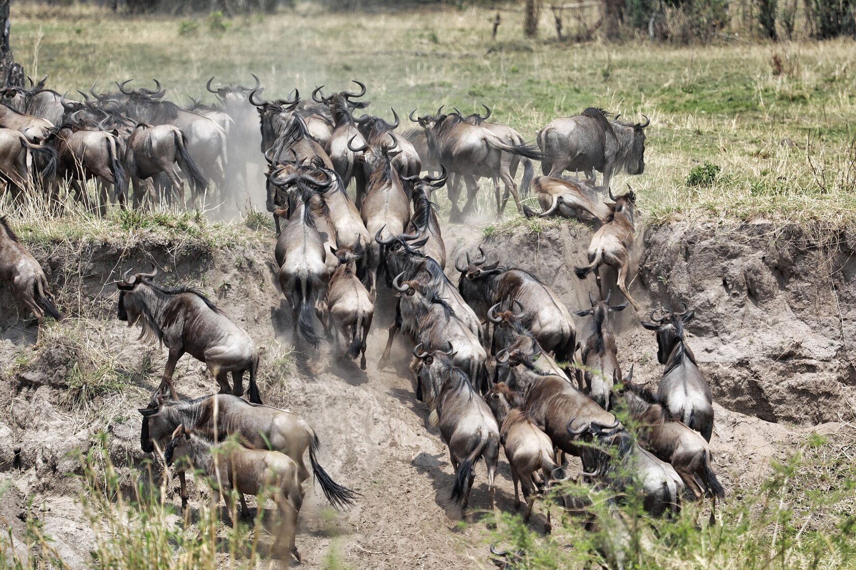 Танзания: Фото-экспедиция на Великую Миграцию в Серенгети (3/19)