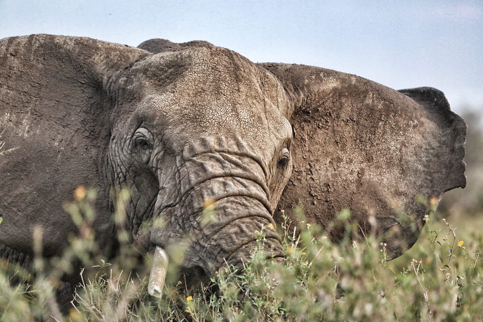 Танзания: Фото-экспедиция на Великую Миграцию в Серенгети (6/19)