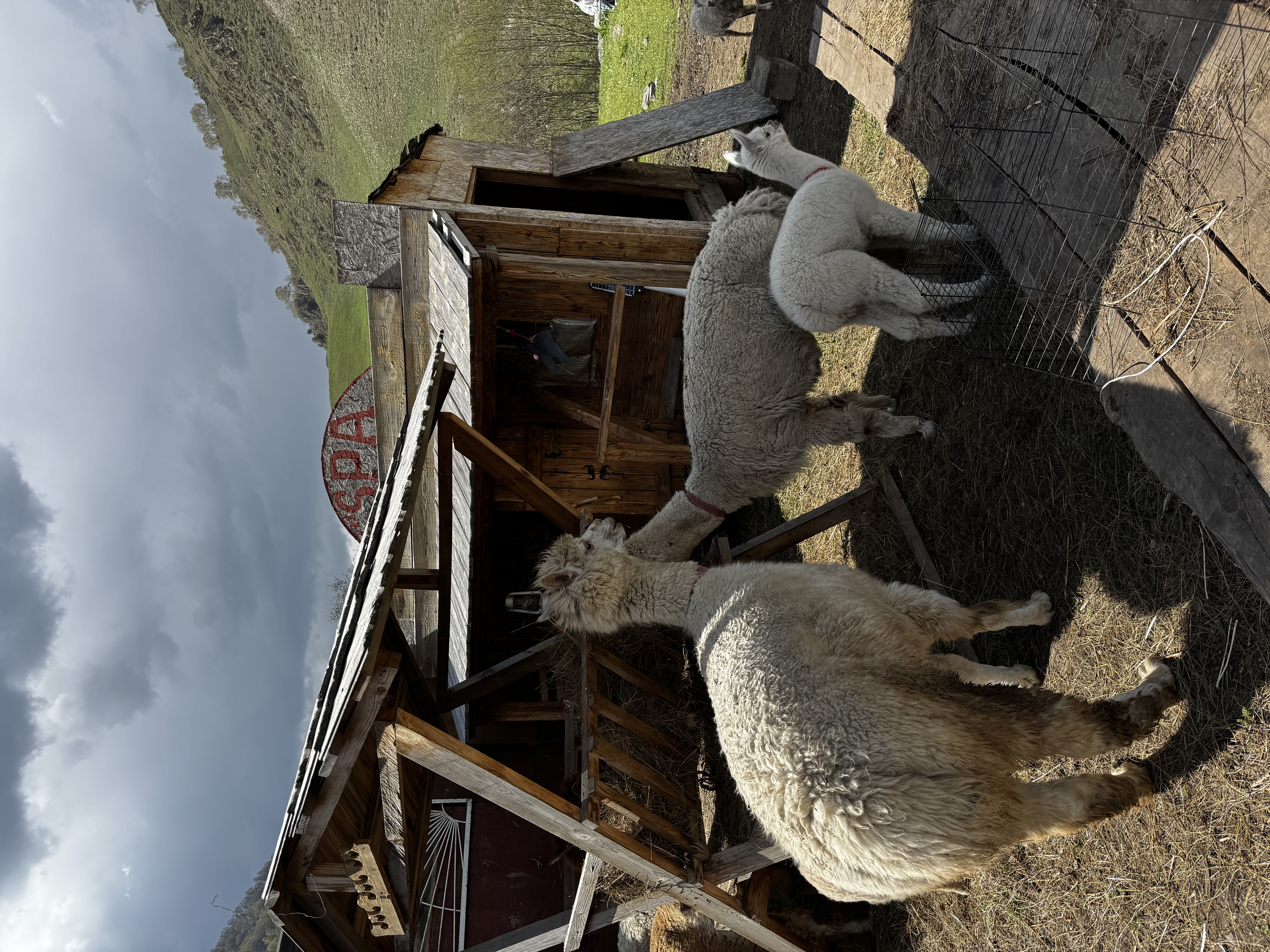 Экскурсия в зимний Кавказ: живописные виды вместо Бермамыта (индивидуальный формат) (7/18)