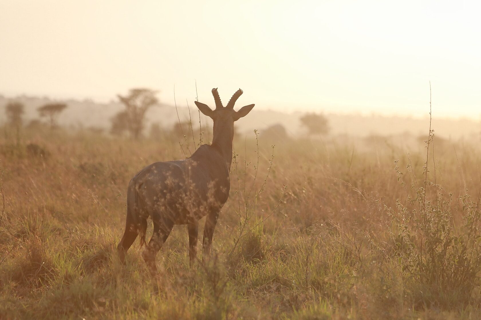 Танзания: Фото-экспедиция на Великую Миграцию в Серенгети (16/19)
