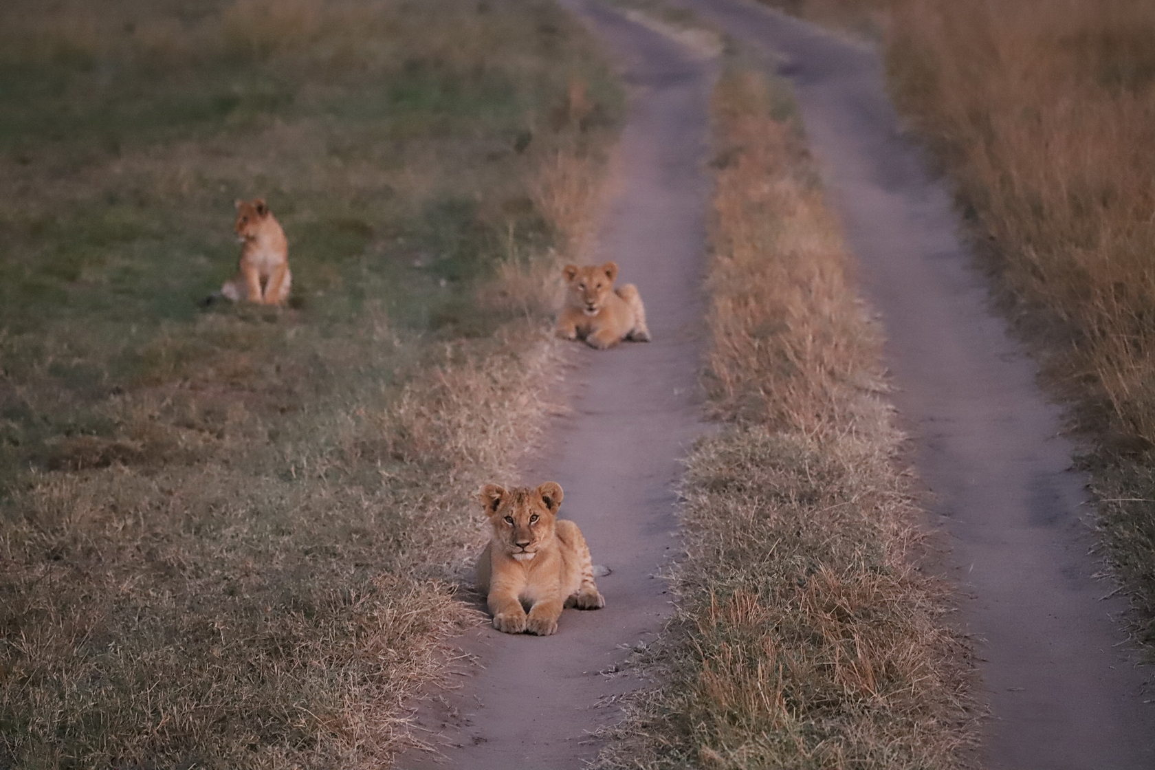 Танзания: Фото-экспедиция на Великую Миграцию в Серенгети (14/19)