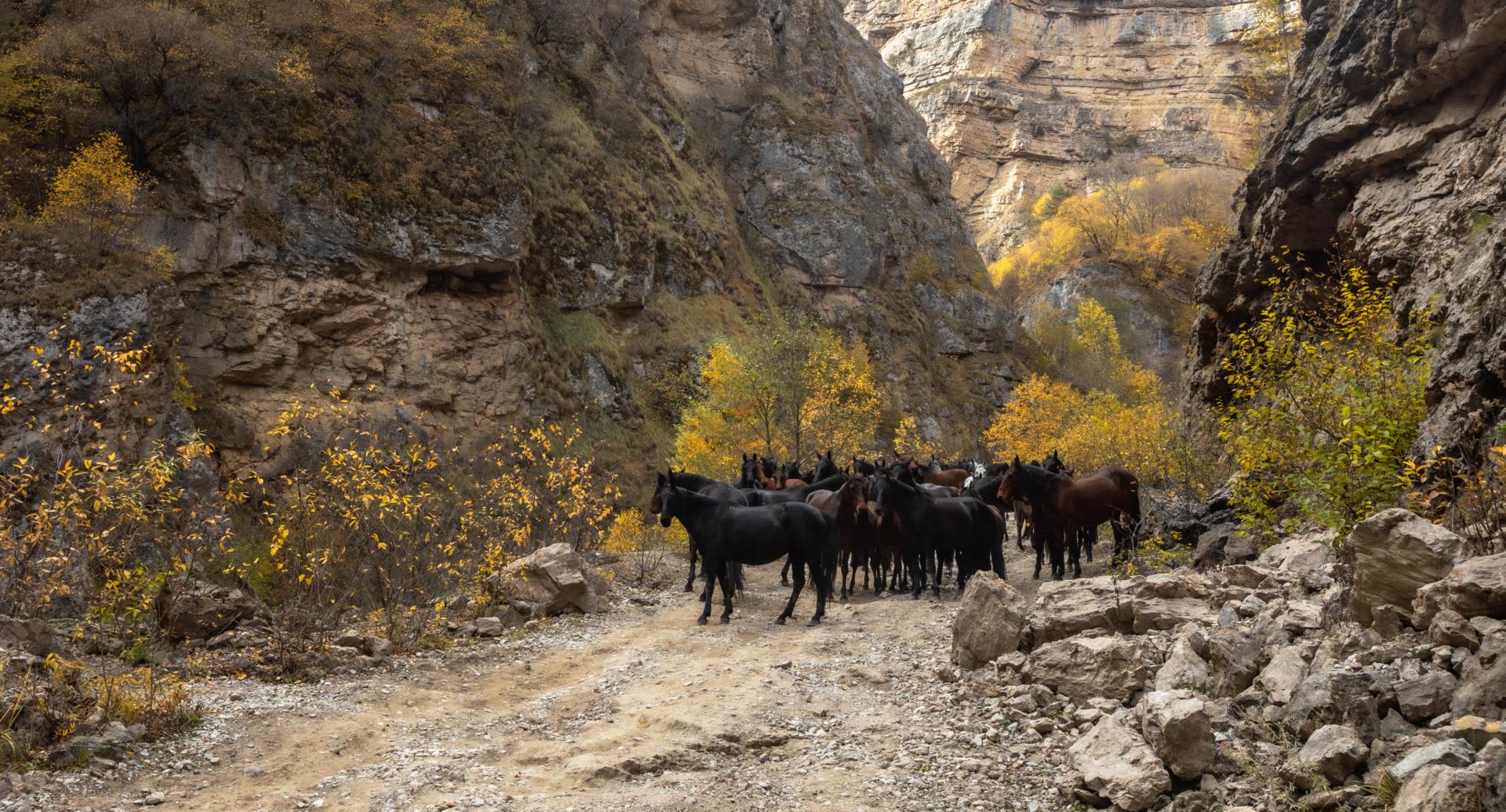 В объятиях Кавказских гор (9/25)