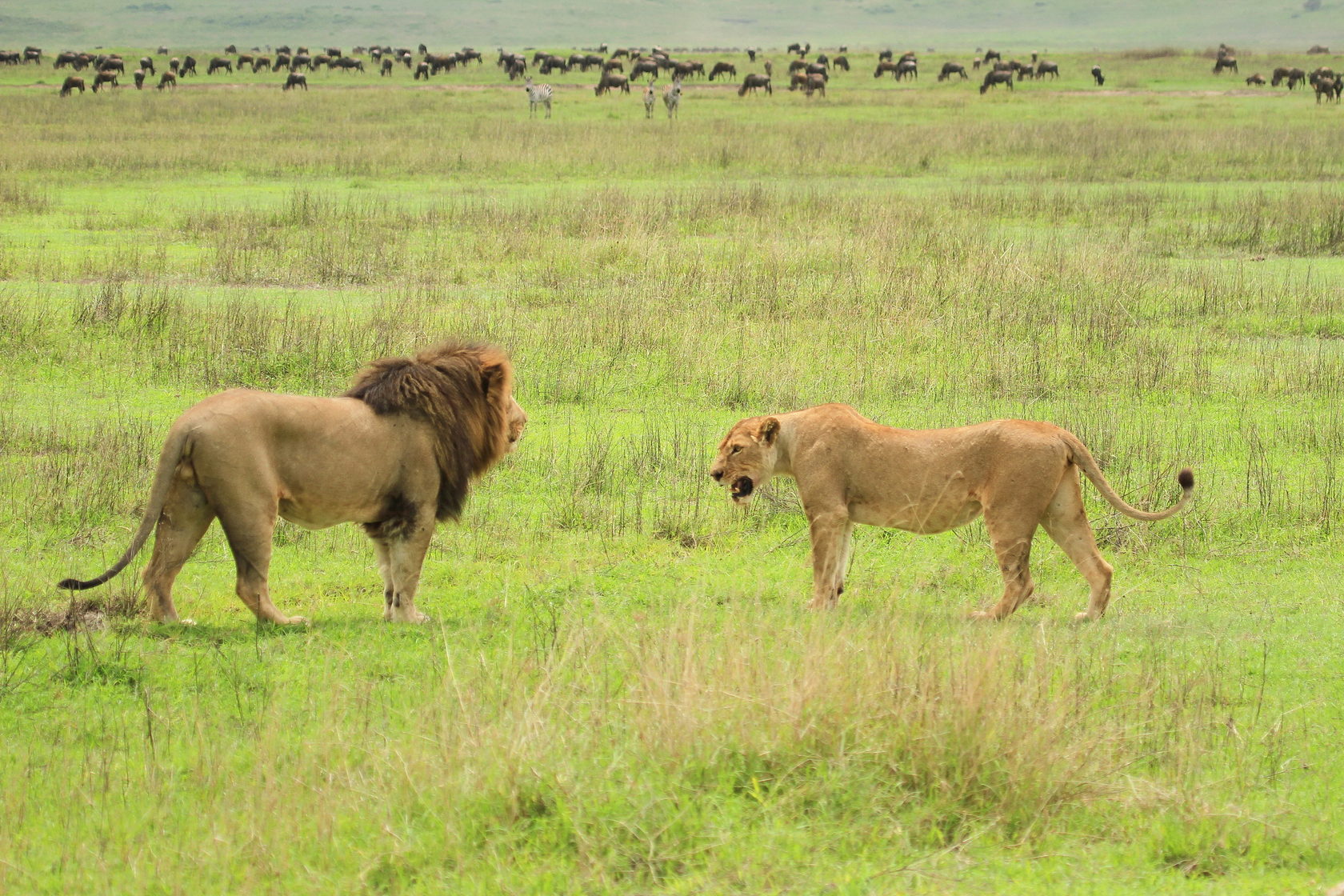 Танзания: Фото-экспедиция на Великую Миграцию в Серенгети (13/19)