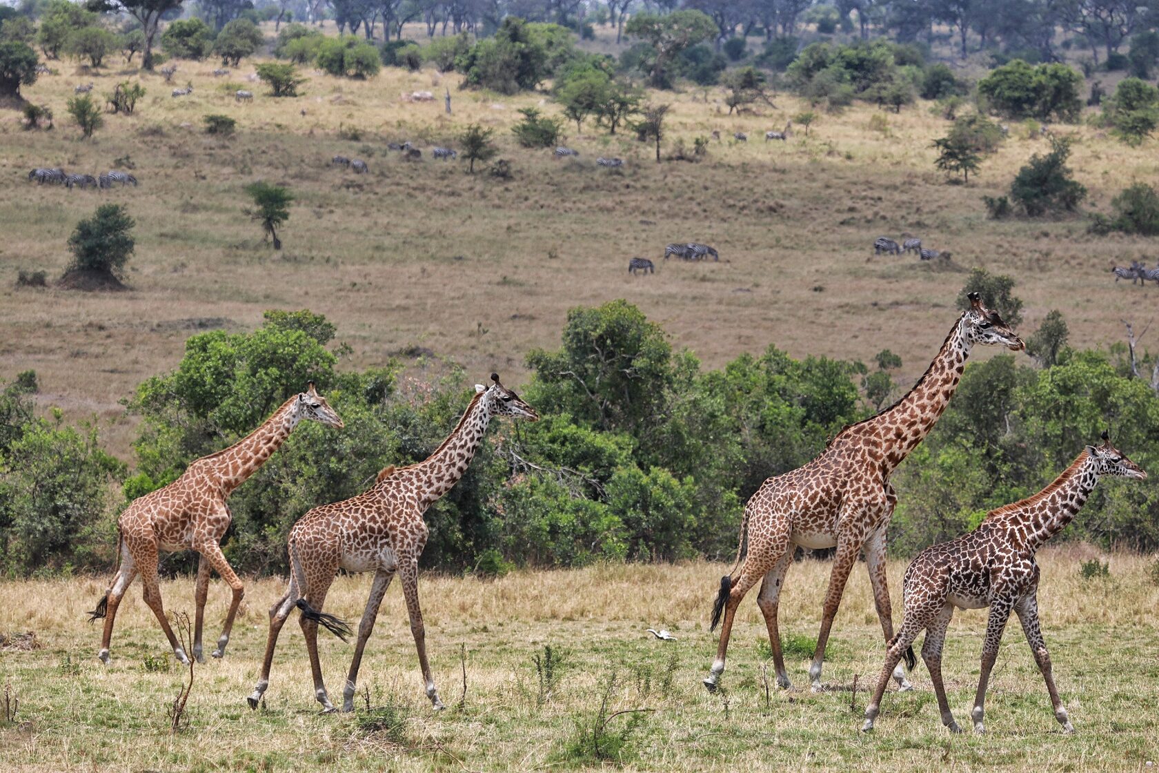 Танзания: Фото-экспедиция на Великую Миграцию в Серенгети (4/19)