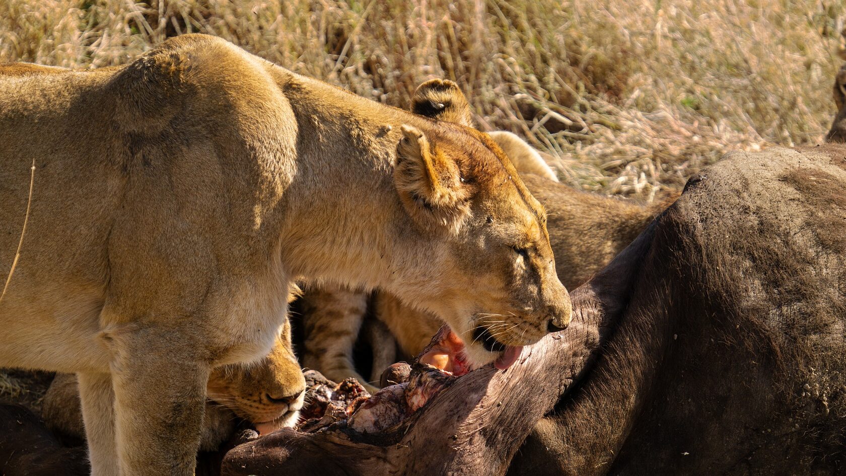 Танзания: Фото-экспедиция на Великую Миграцию в Серенгети (17/19)