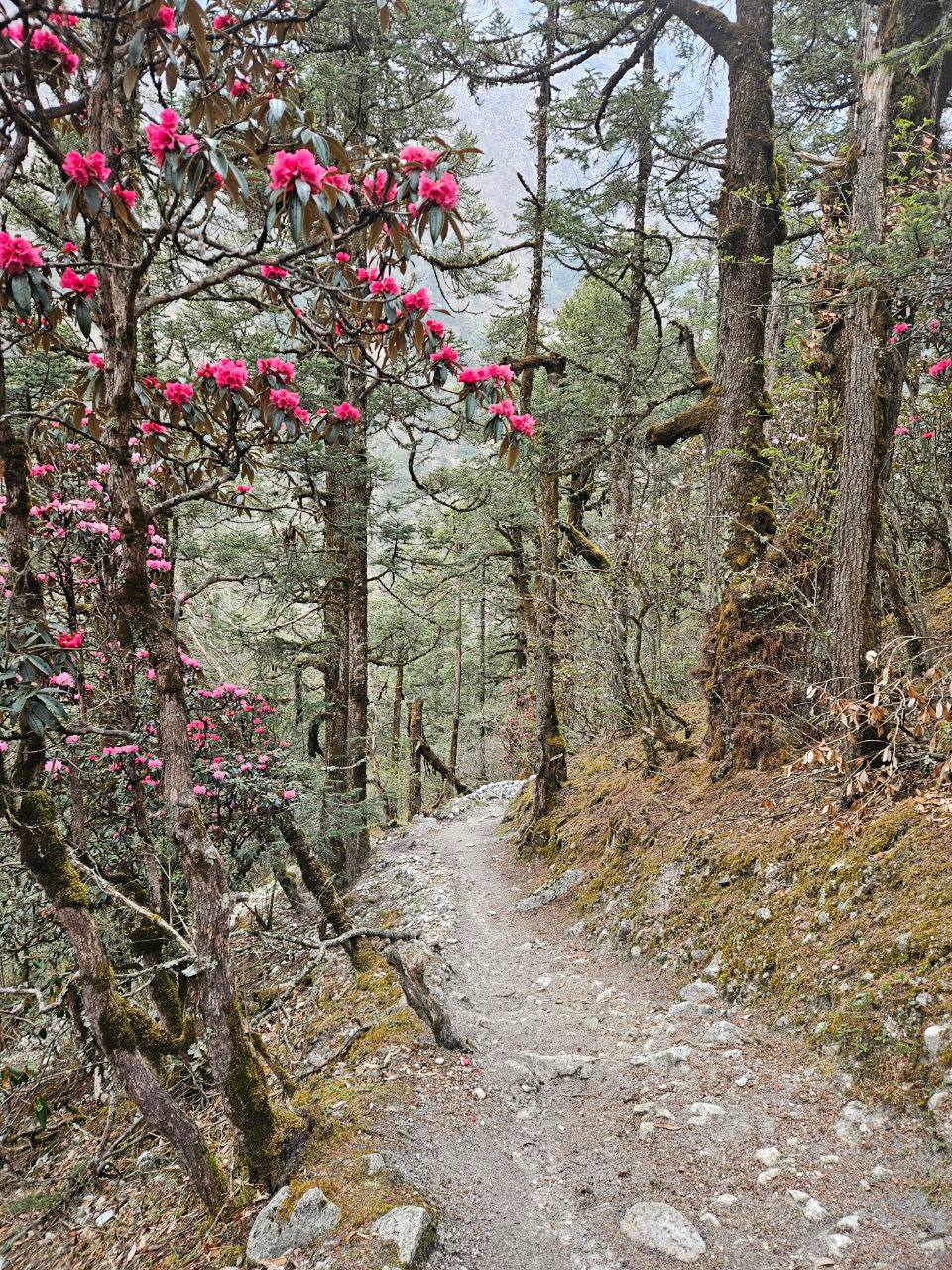 Тропа силы. Рододендроны и тишина