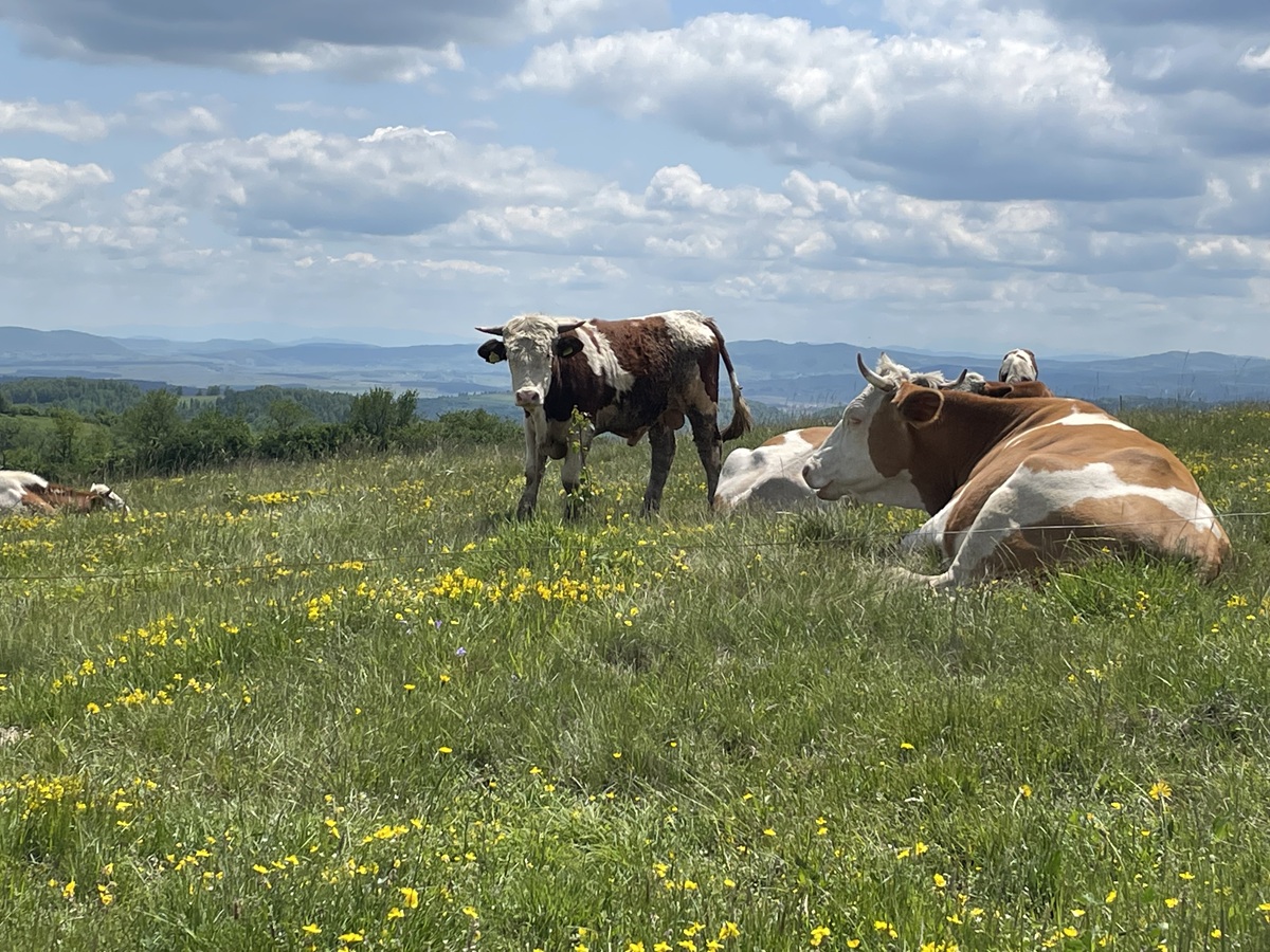 Активный тур по Сербии: треккинги, экскурсии и сапы (44/81)