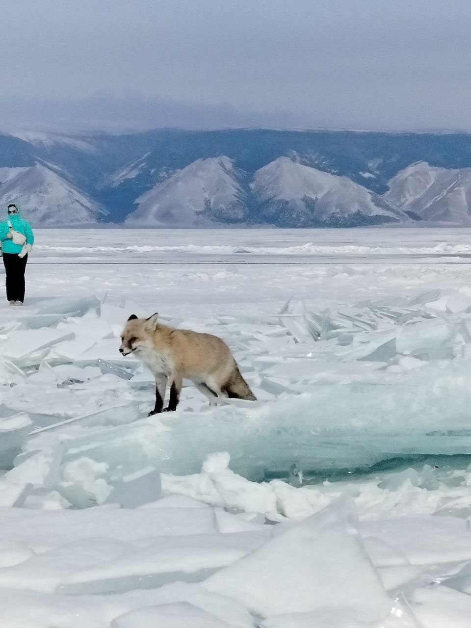 Волшебство байкальского льда! (16/37)