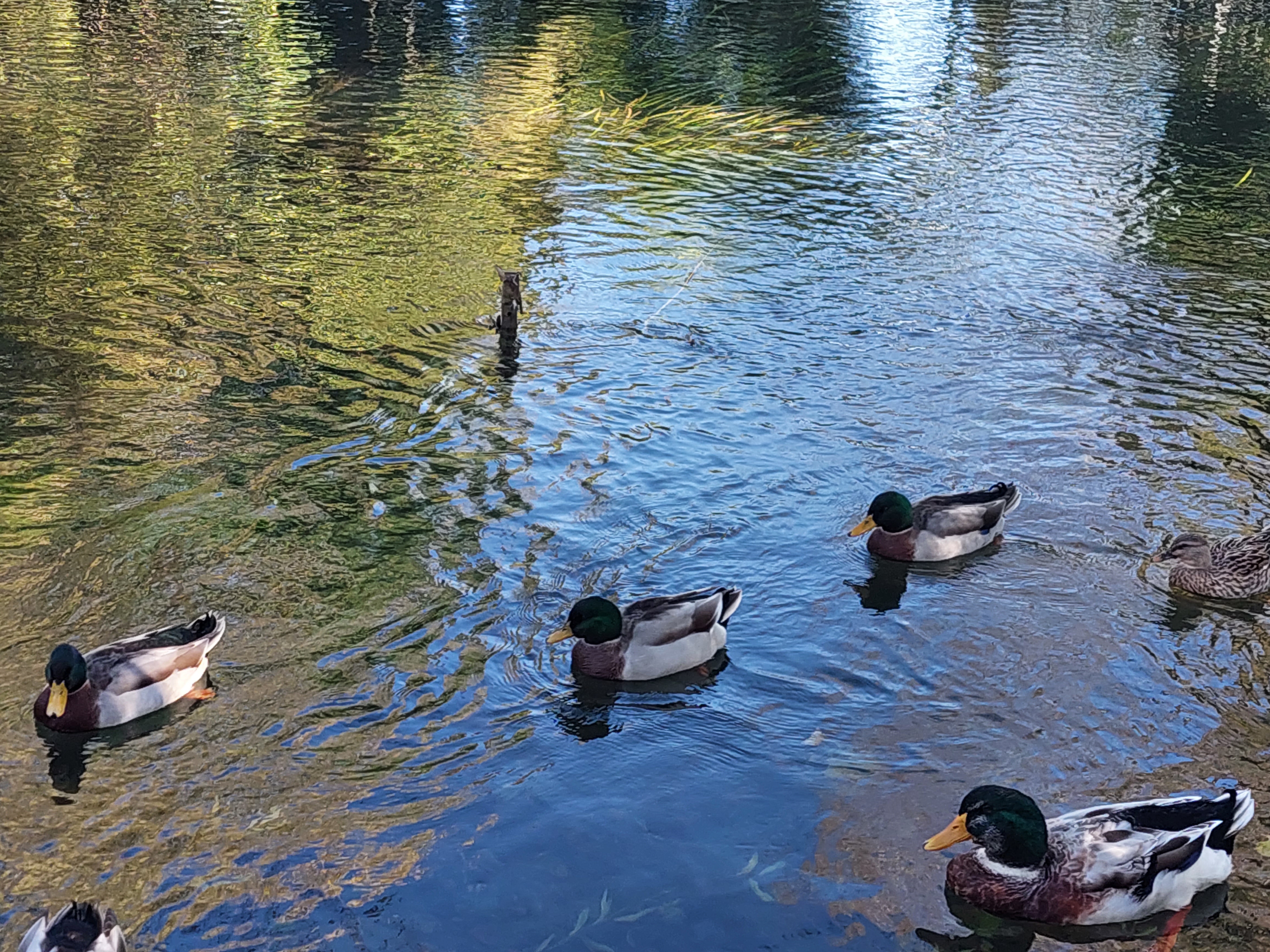 Сердце Черногории: озерная симфония (19/22)