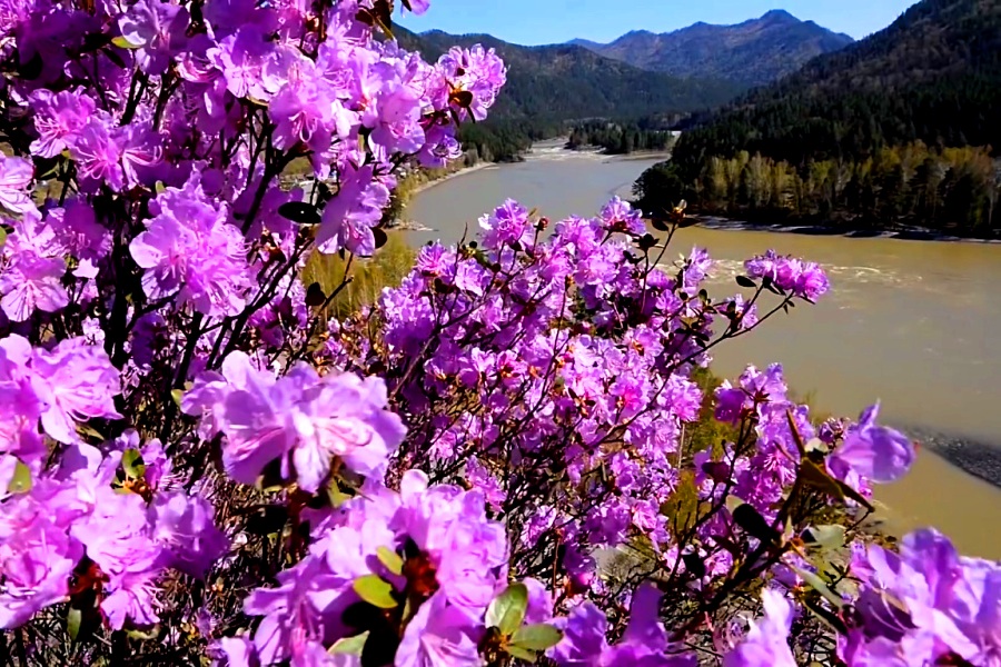 Ещё денёк в горах Алтая