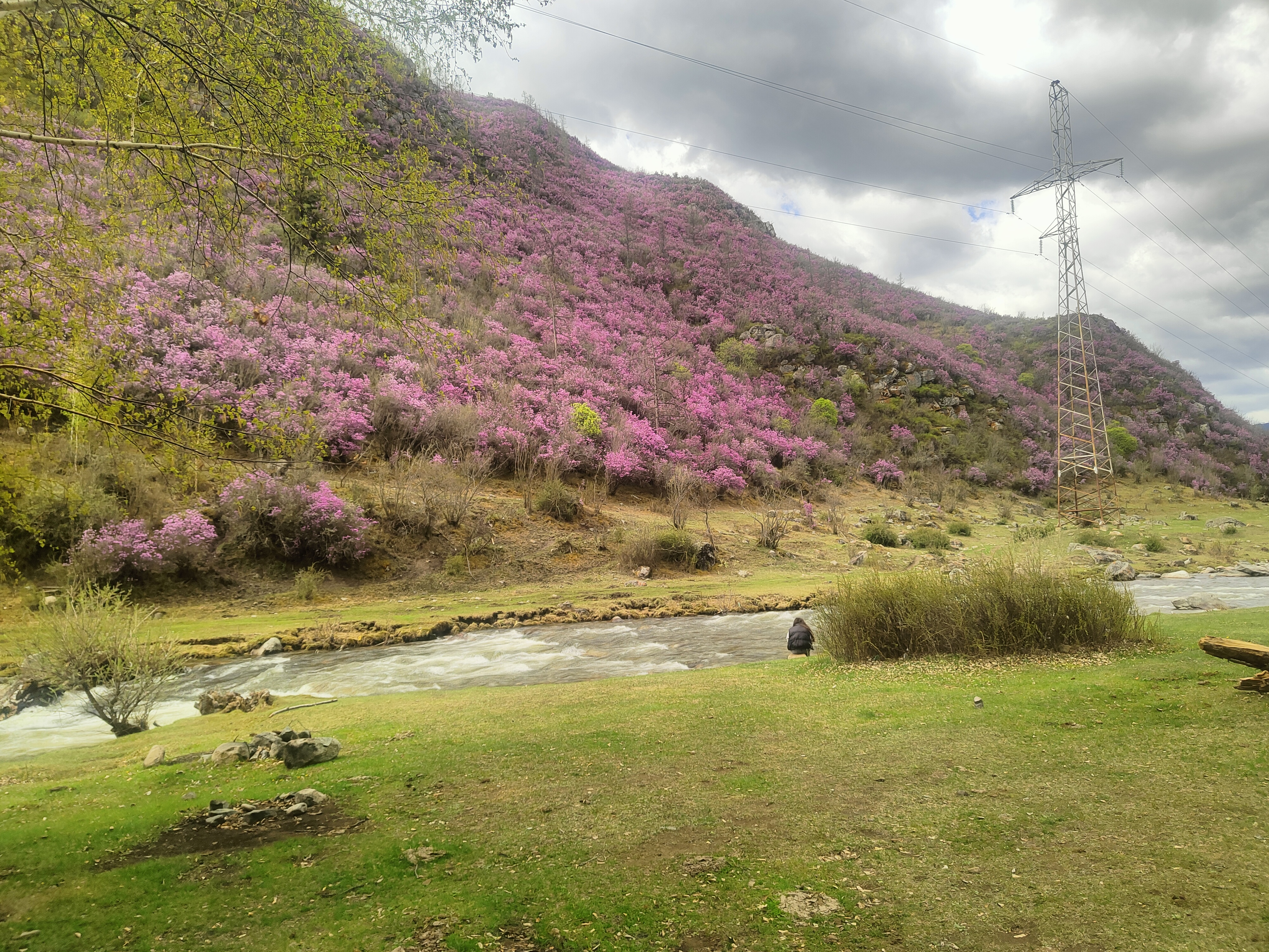 Цветение Маральника в Горах Алтая. (4/27)