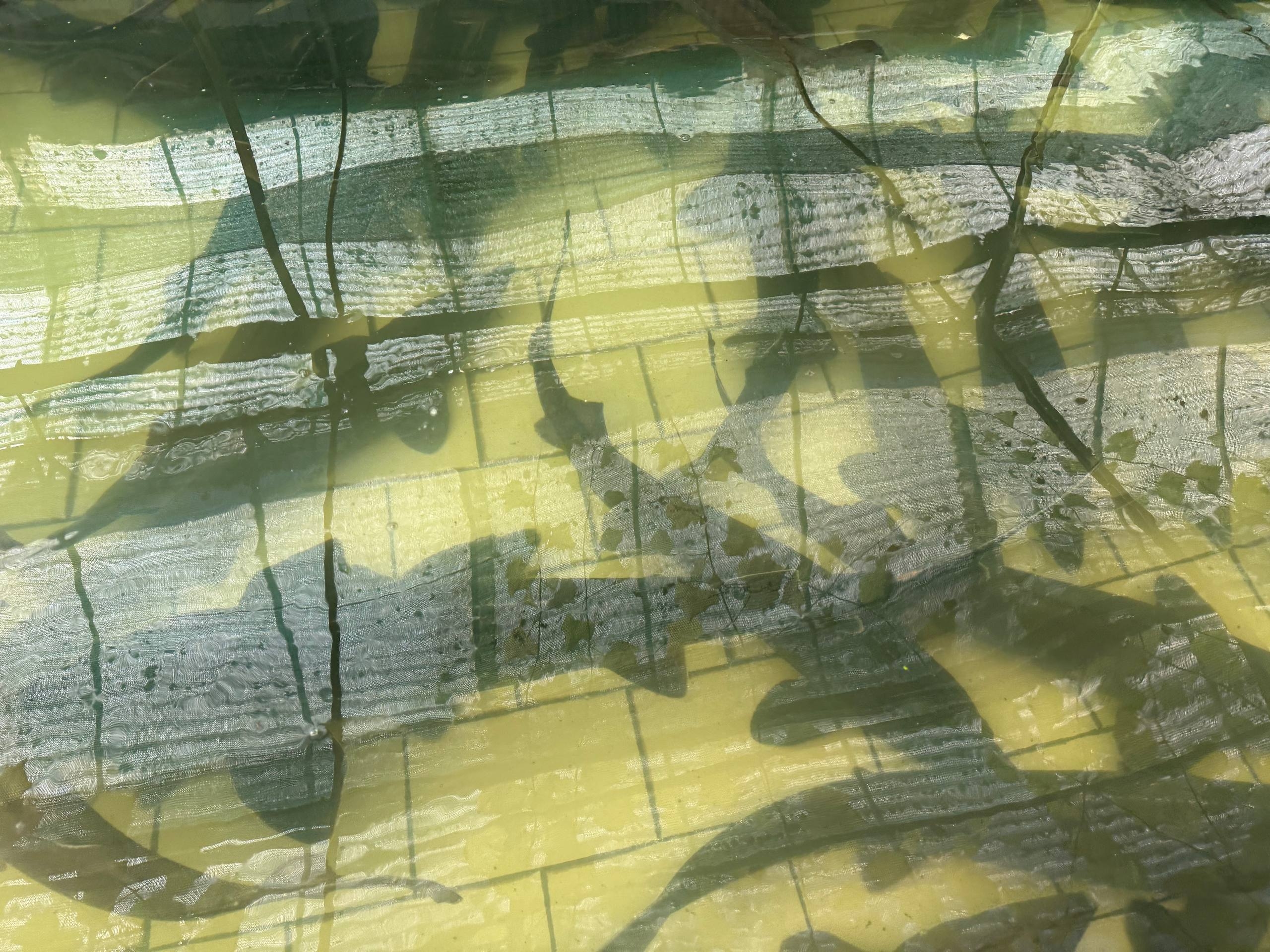 Осетрово-улиточная ферма + царская дегустация! (10/13)