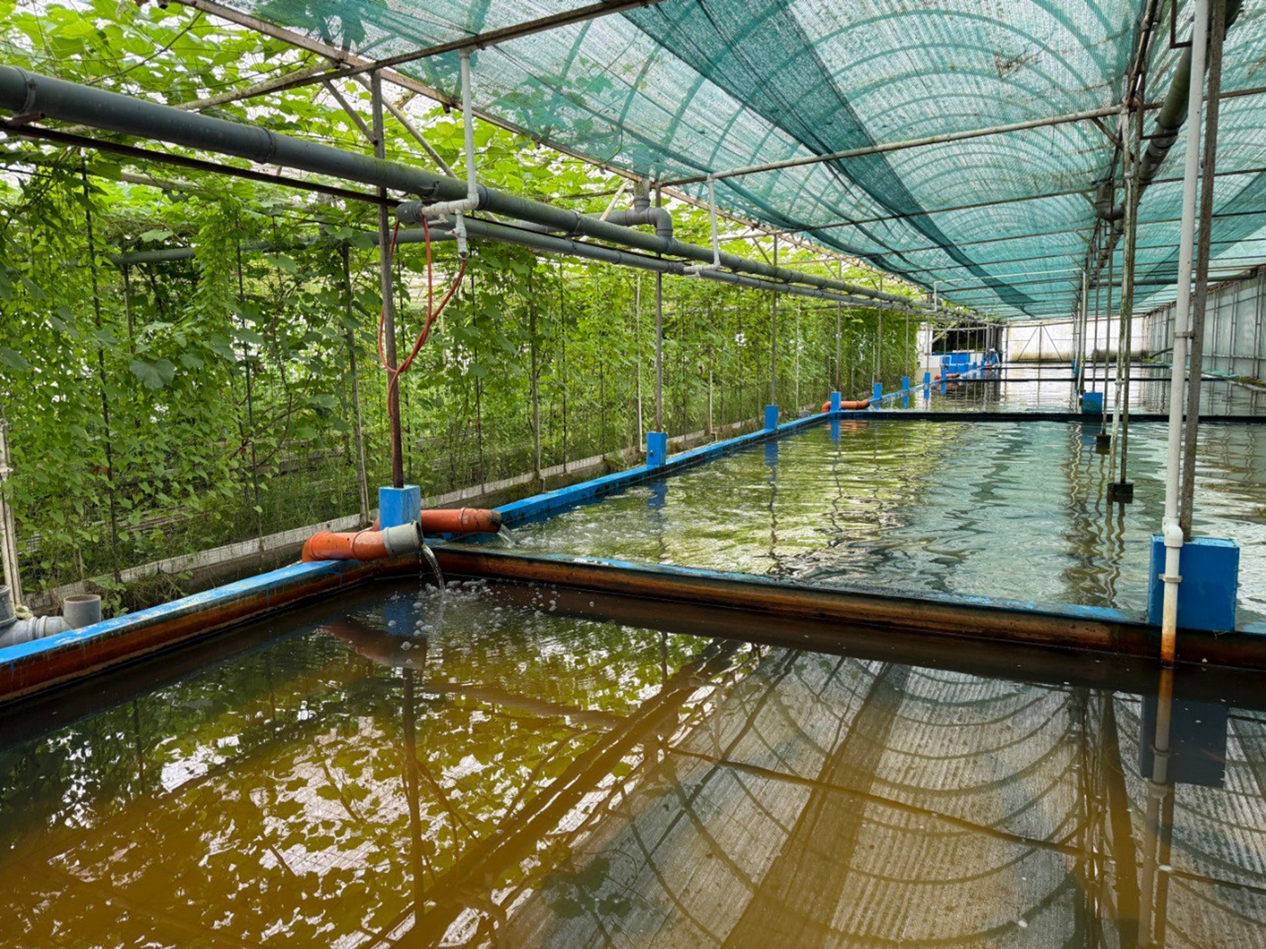 Осетровая ферма + Дом Пастора и сыроварня Шаакен Дорф