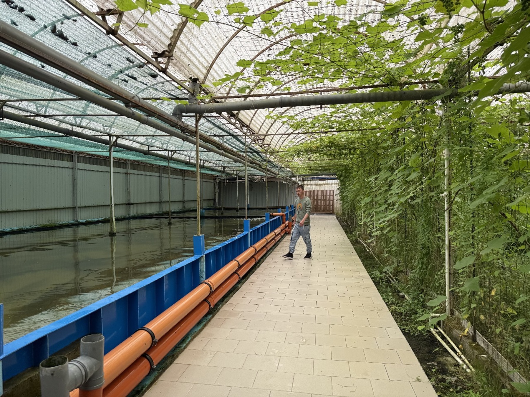 Осетрово-улиточная ферма + царская дегустация! (6/13)