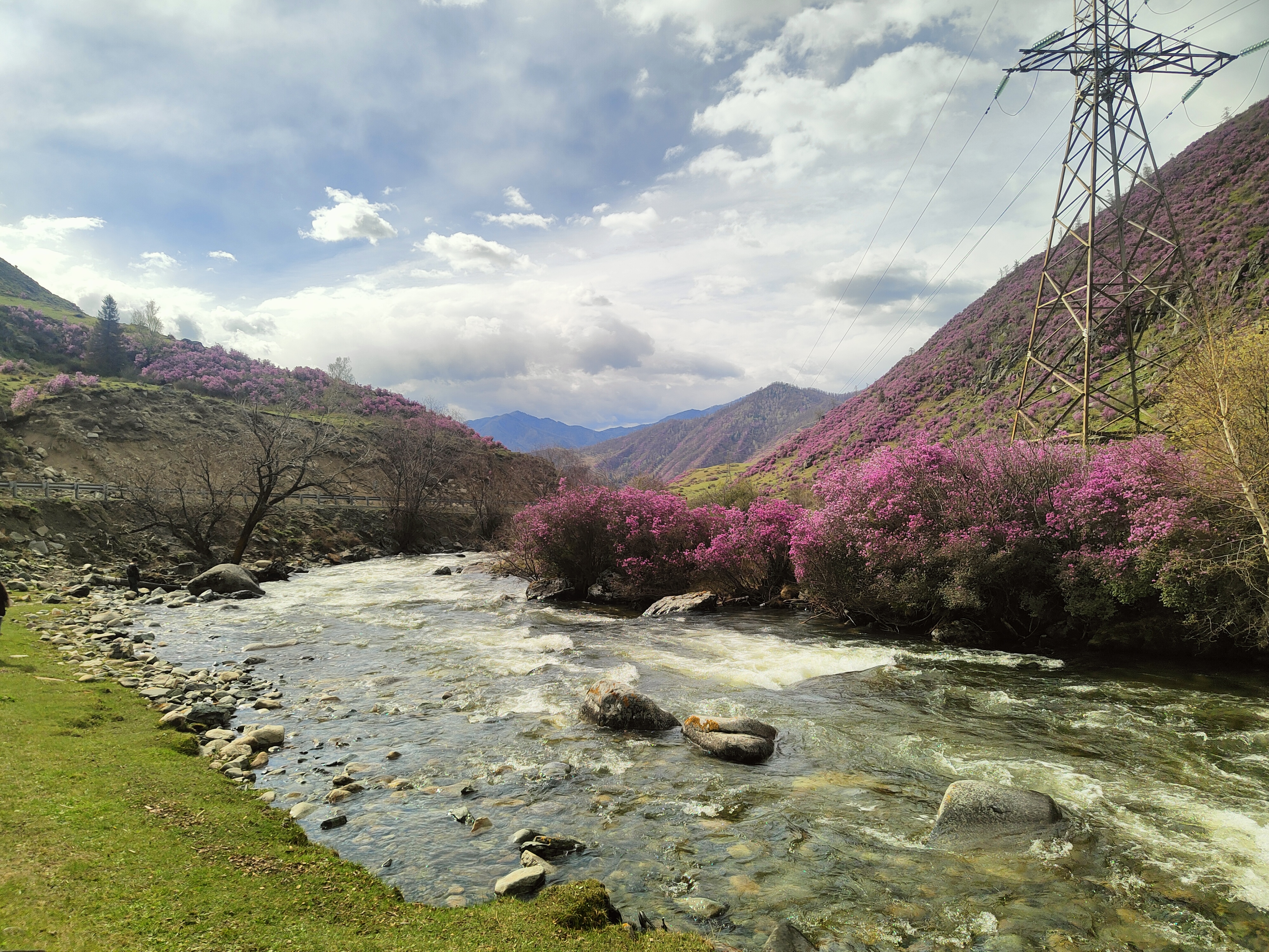 Цветение Маральника в Горах Алтая. (5/27)
