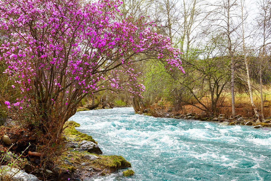 Цветение Маральника в Горах Алтая