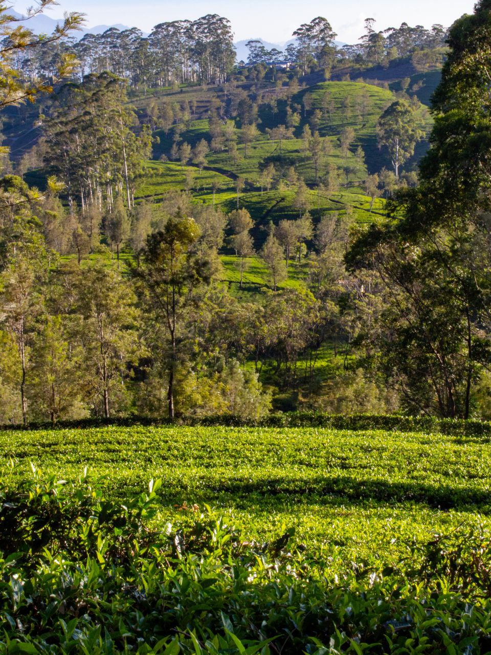 Тайны и тропики Шри-Ланки: уникальная авторская экспедиция (4/48)