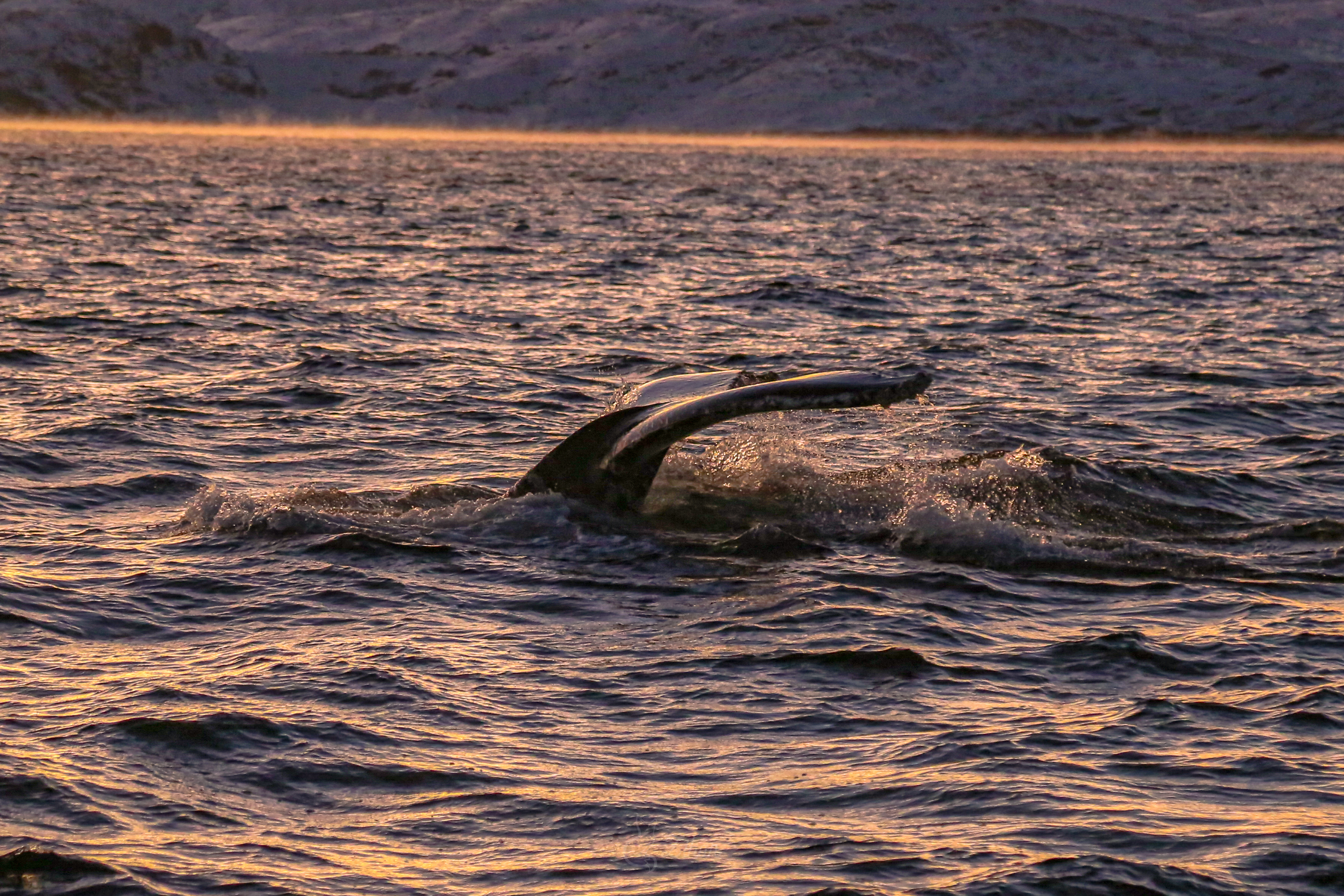 Териберка: край Земли у океана (8/16)