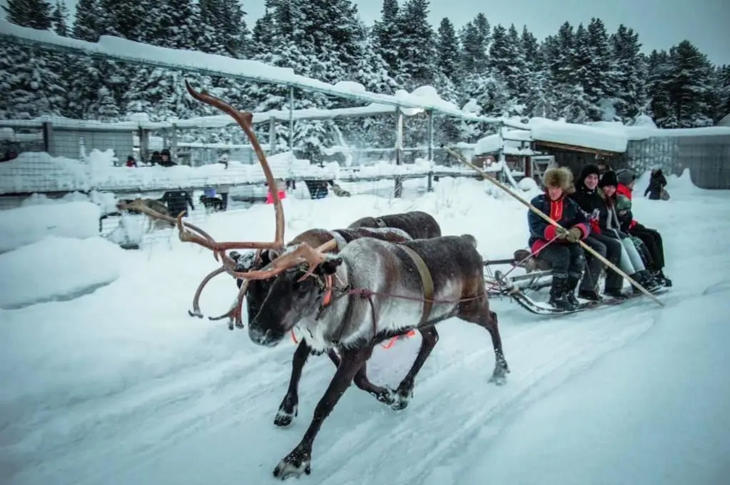 Индивидуальный Семейный тур Юный полярник (все включено) (15/28)