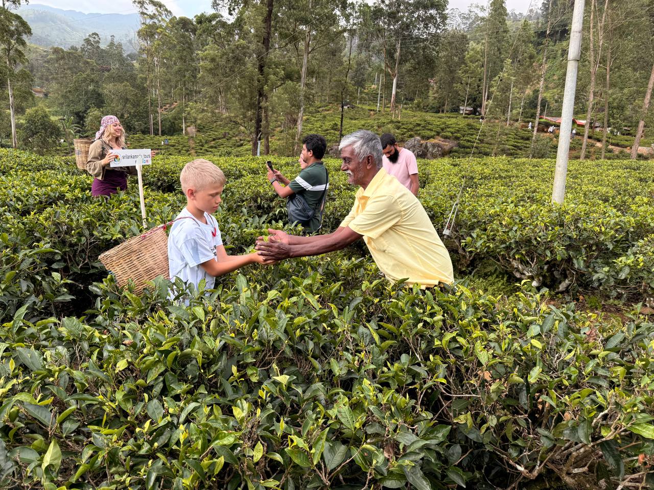 Однодневная экскурсия Элла и парк слонов Удавалаве (6/14)