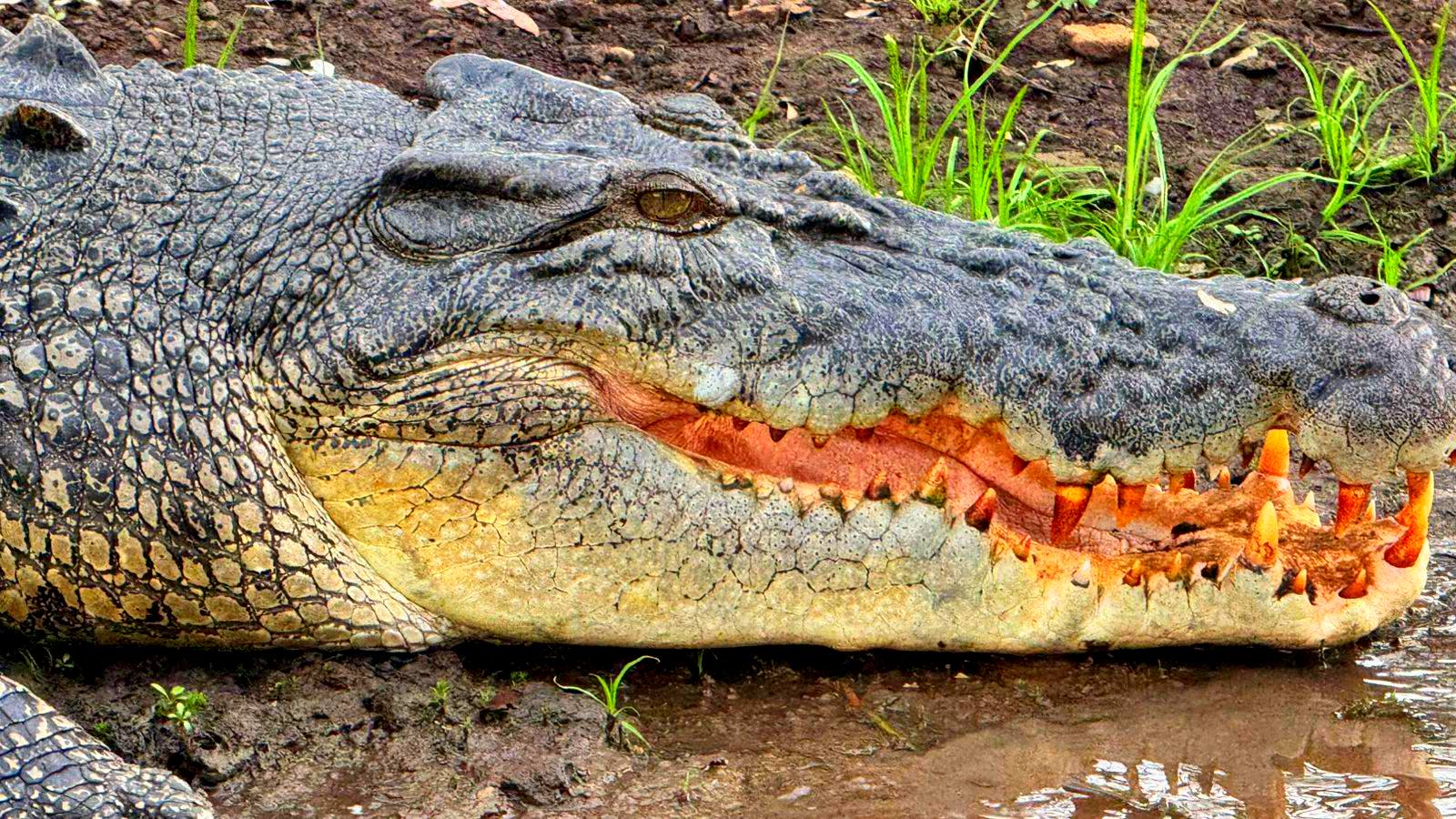 Австралия: тайны Зеленого континента+Тасмания (7/60)