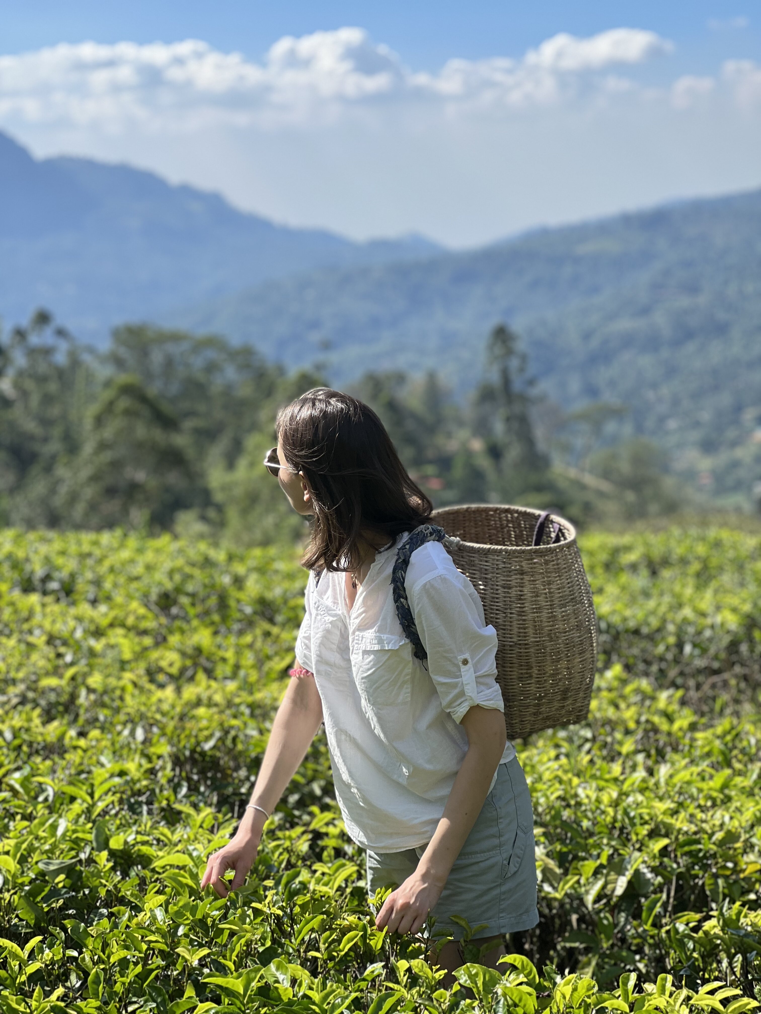 Шри-Ланка. Все грани острова за 14 дней! (9/43)