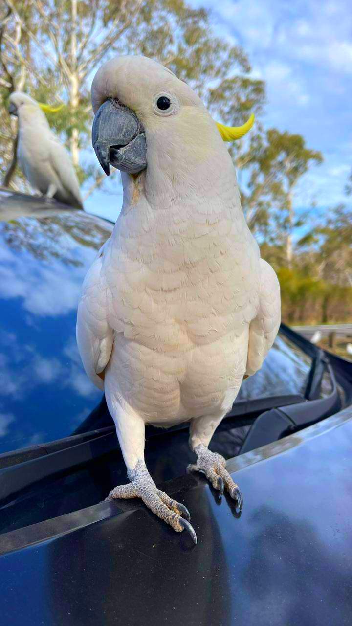 Австралия: тайны Зеленого континента+Тасмания (11/60)