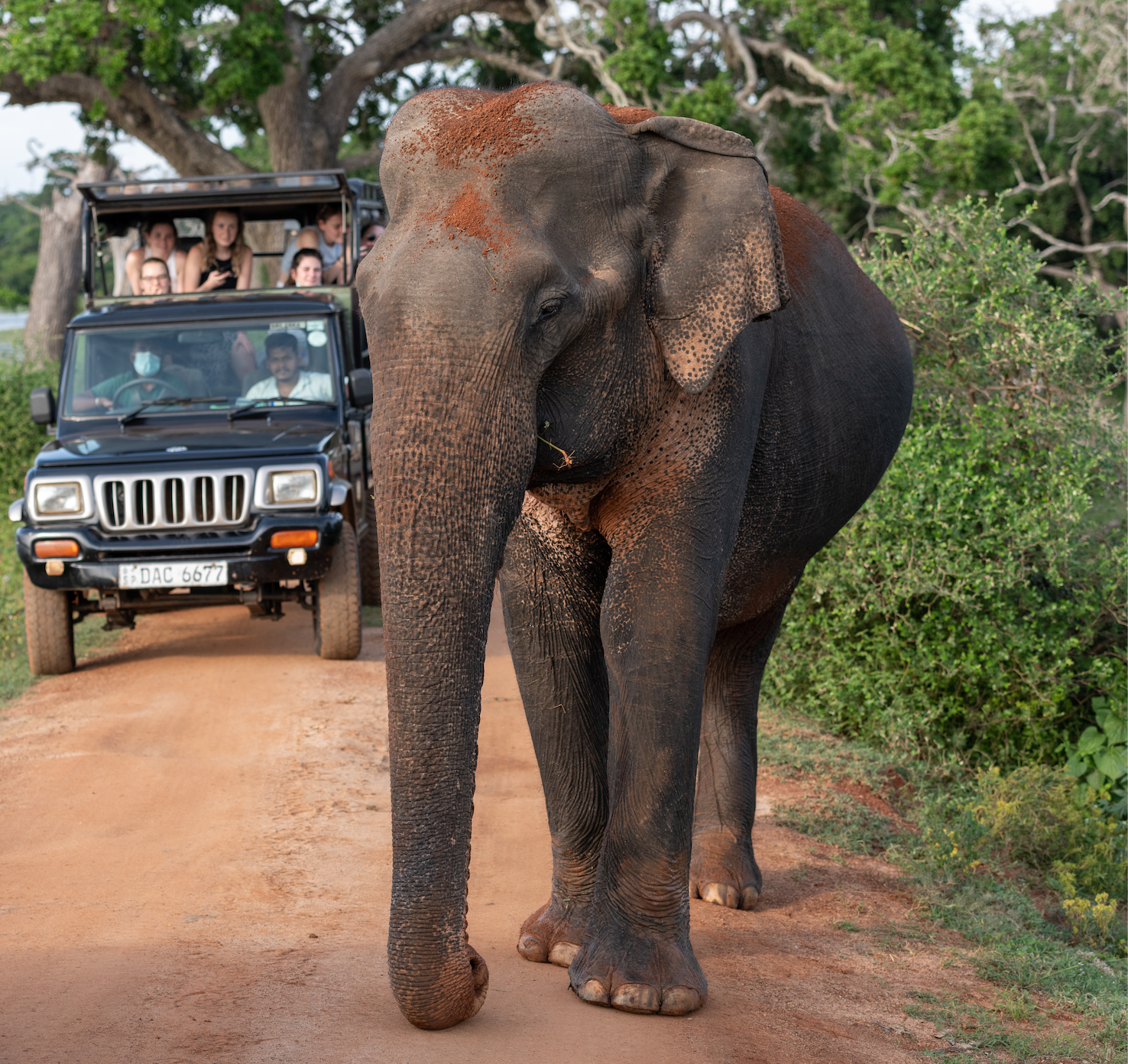 Шри-Ланка. Все грани острова за 14 дней! (7/43)