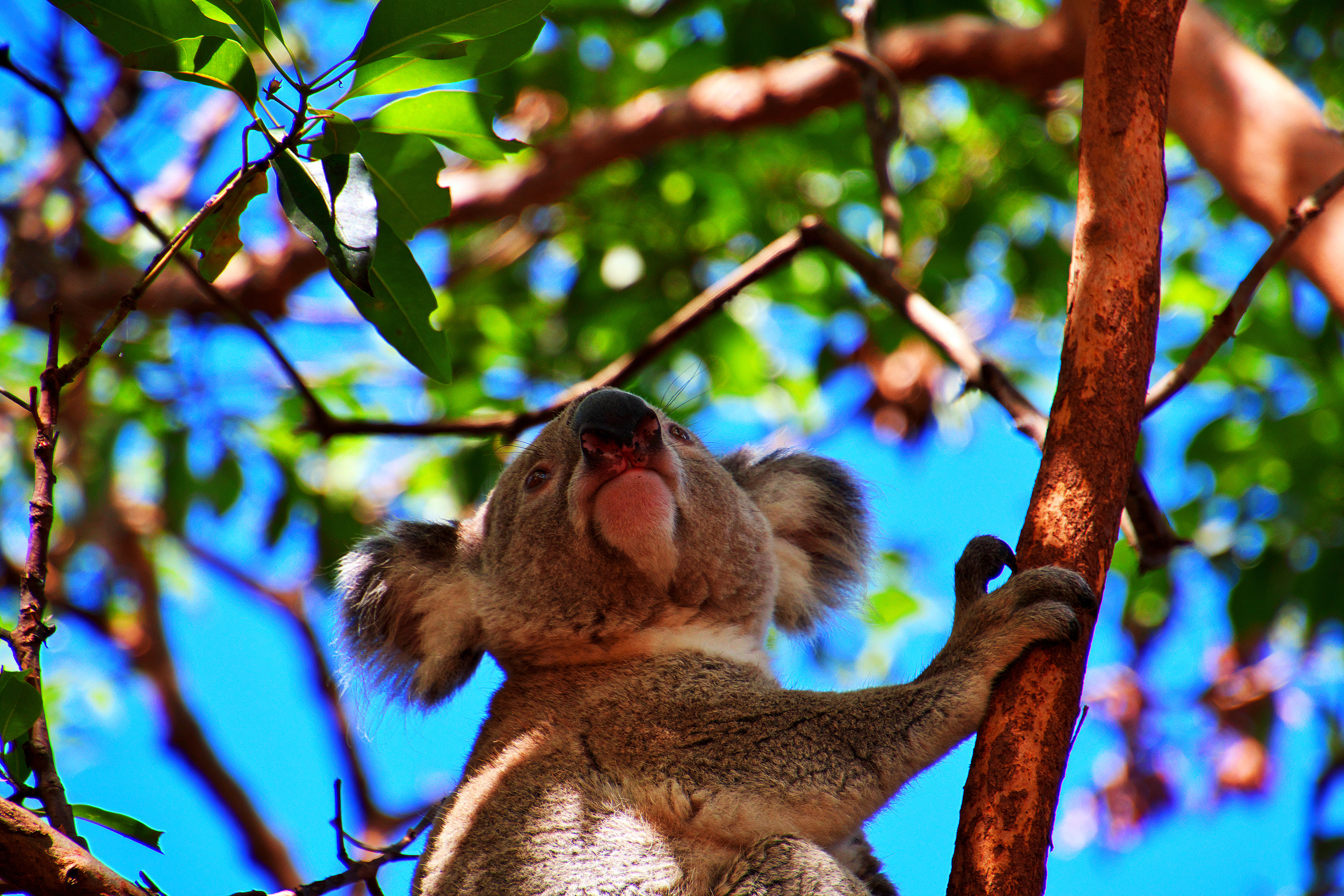 Австралия: тайны Зеленого континента+Тасмания (4/60)