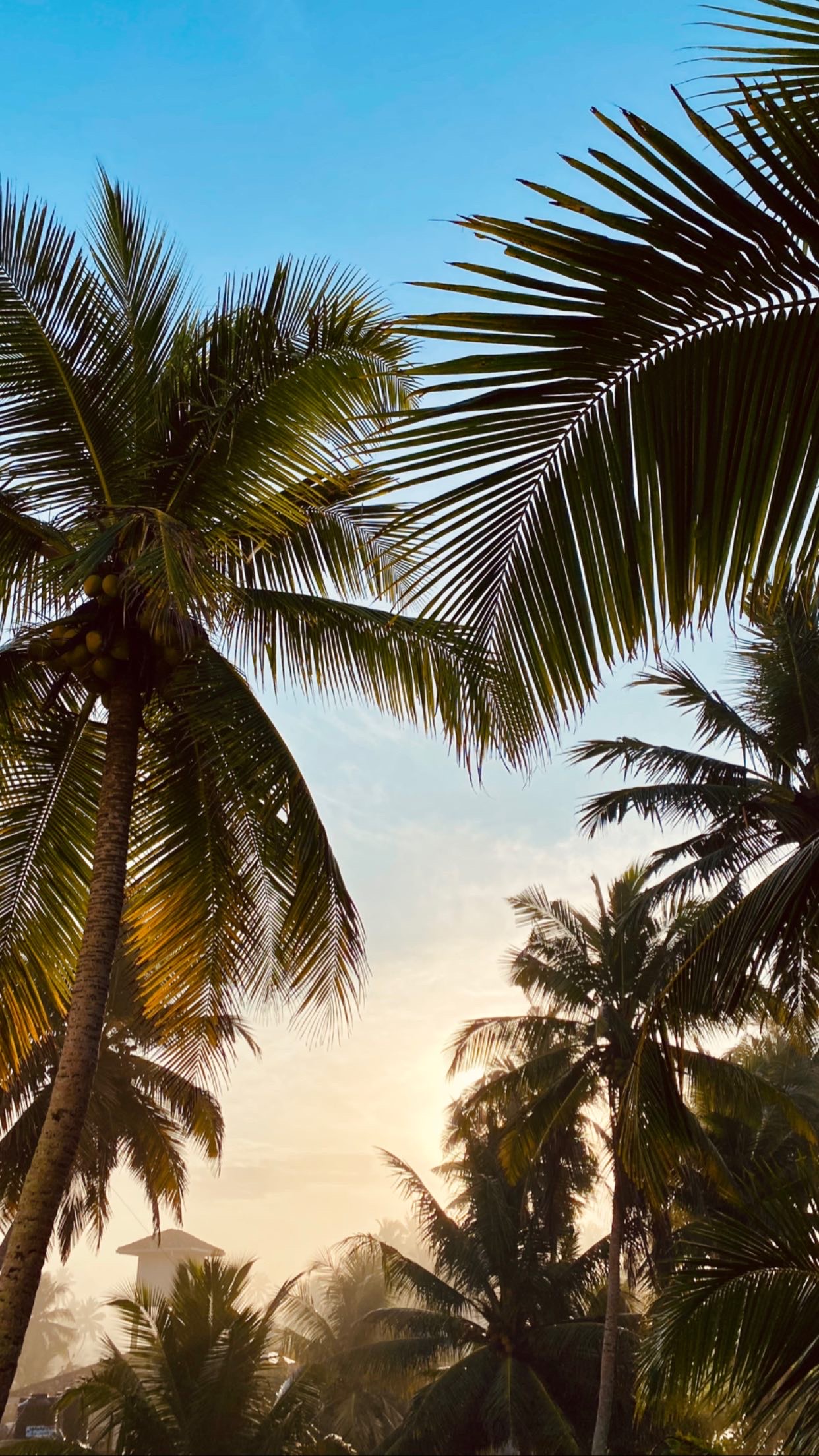 Колоритный Цейлон: слоны, храмы, чайные плантации и пляжный отдых. (11/54)