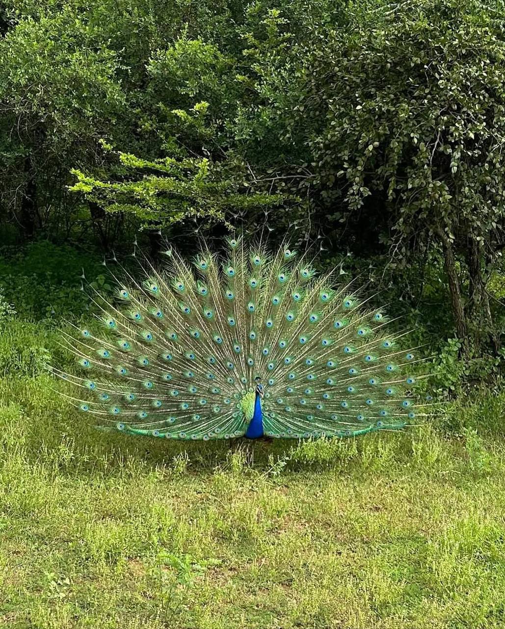 Авторский тур Вокруг Шри-Ланки за 6 дней (20/43)