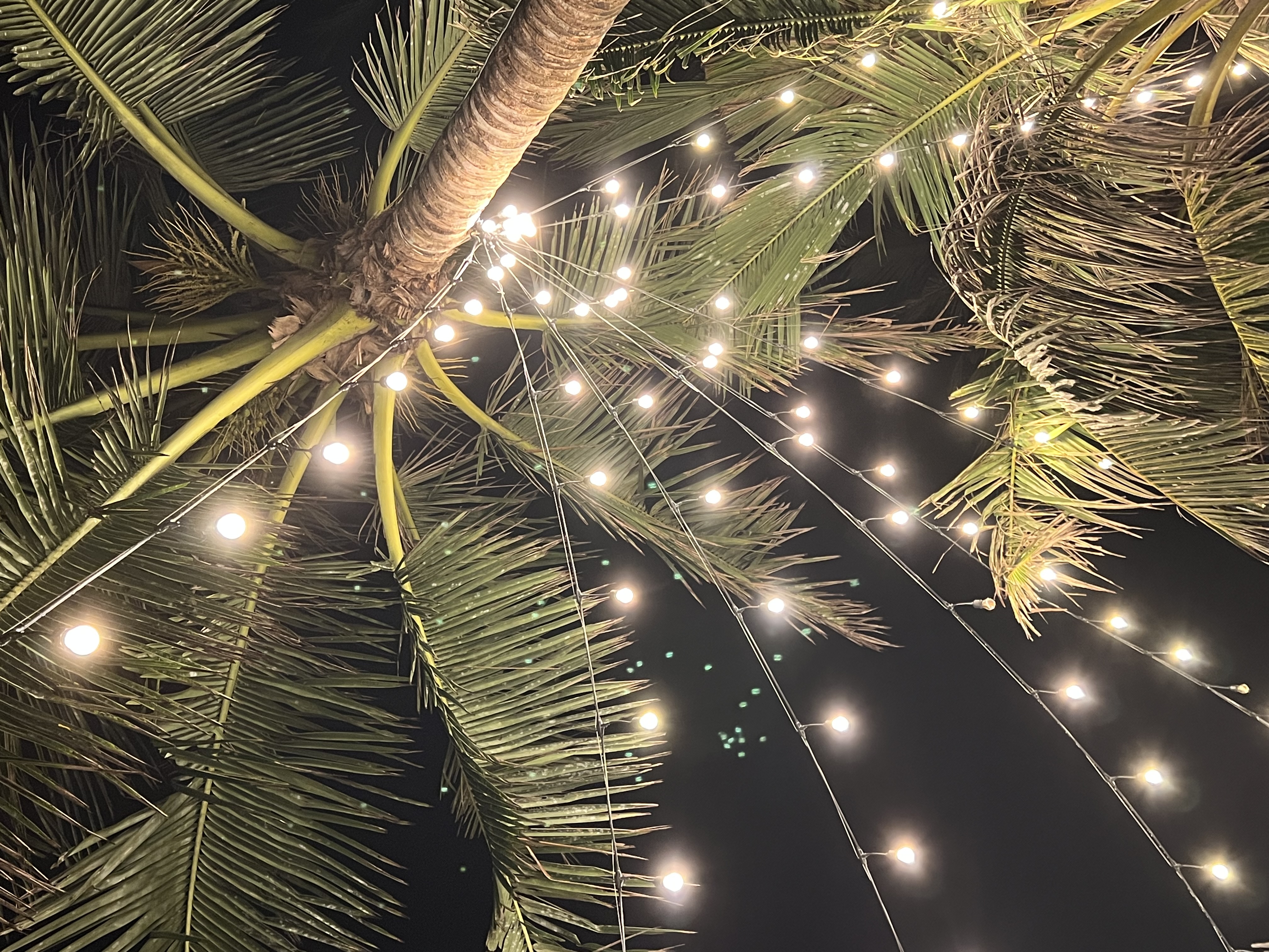 Контрастная Шри-Ланка. Максимум за 8 дней (16/43)