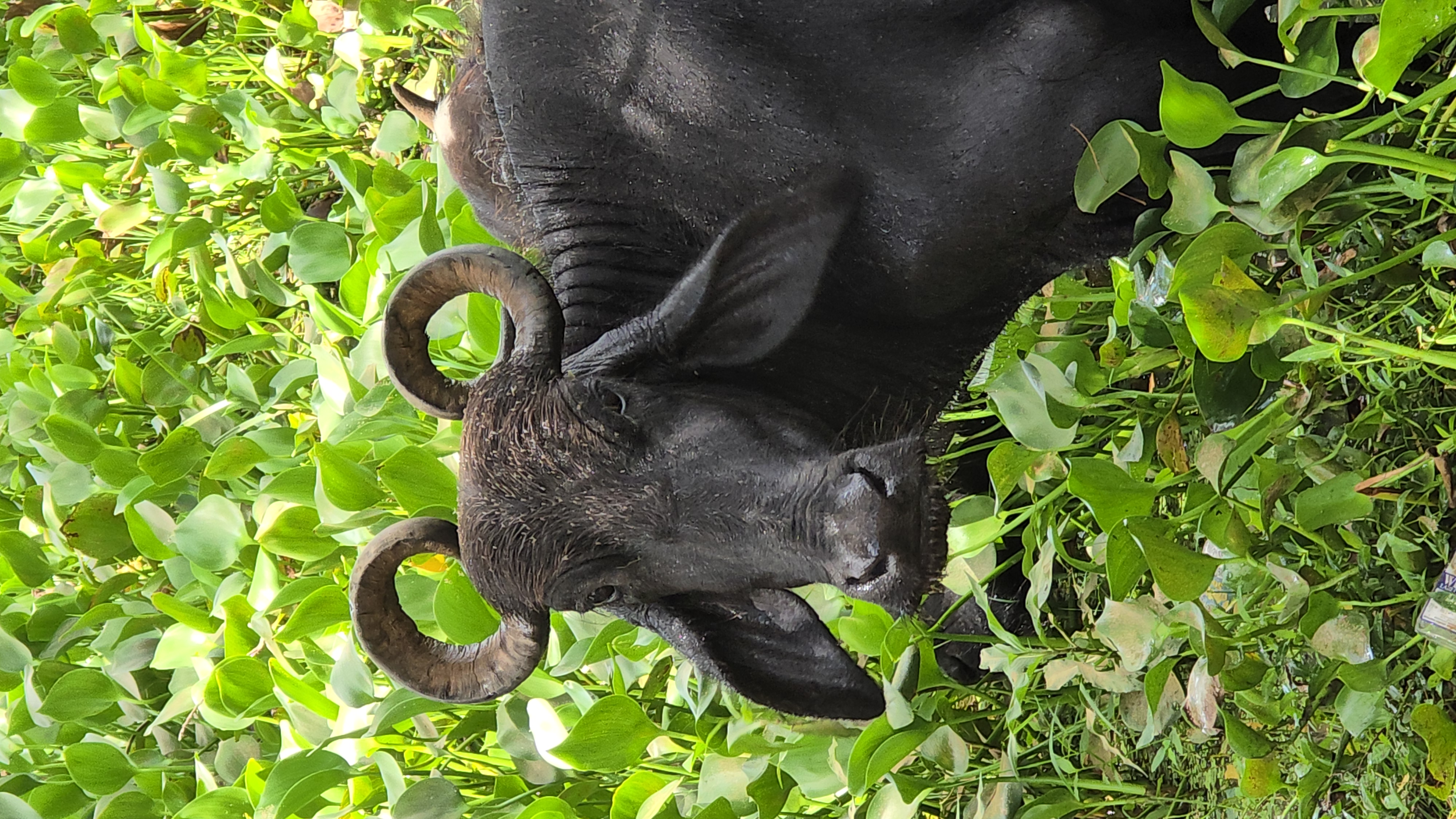 Контрастная Шри-Ланка. Максимум за 8 дней (6/43)