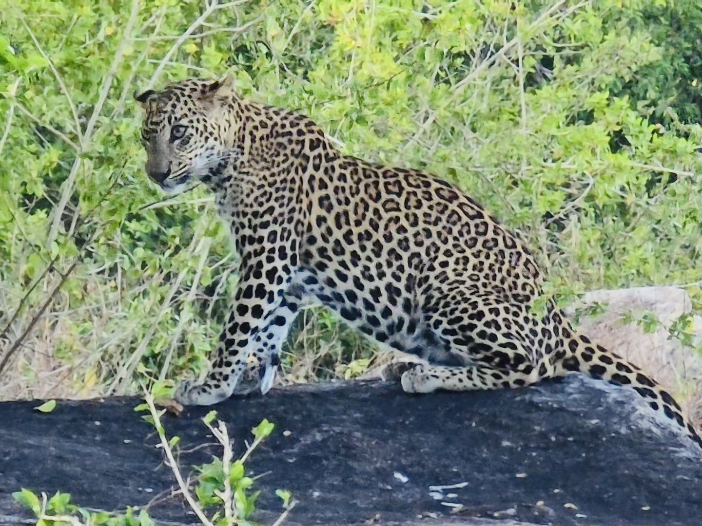 Контрастная Шри-Ланка: максимум за 8 дней