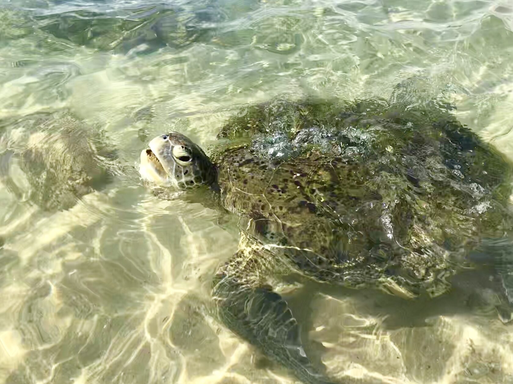 Колоритный Цейлон: слоны, храмы, чайные плантации и пляжный отдых. (12/54)
