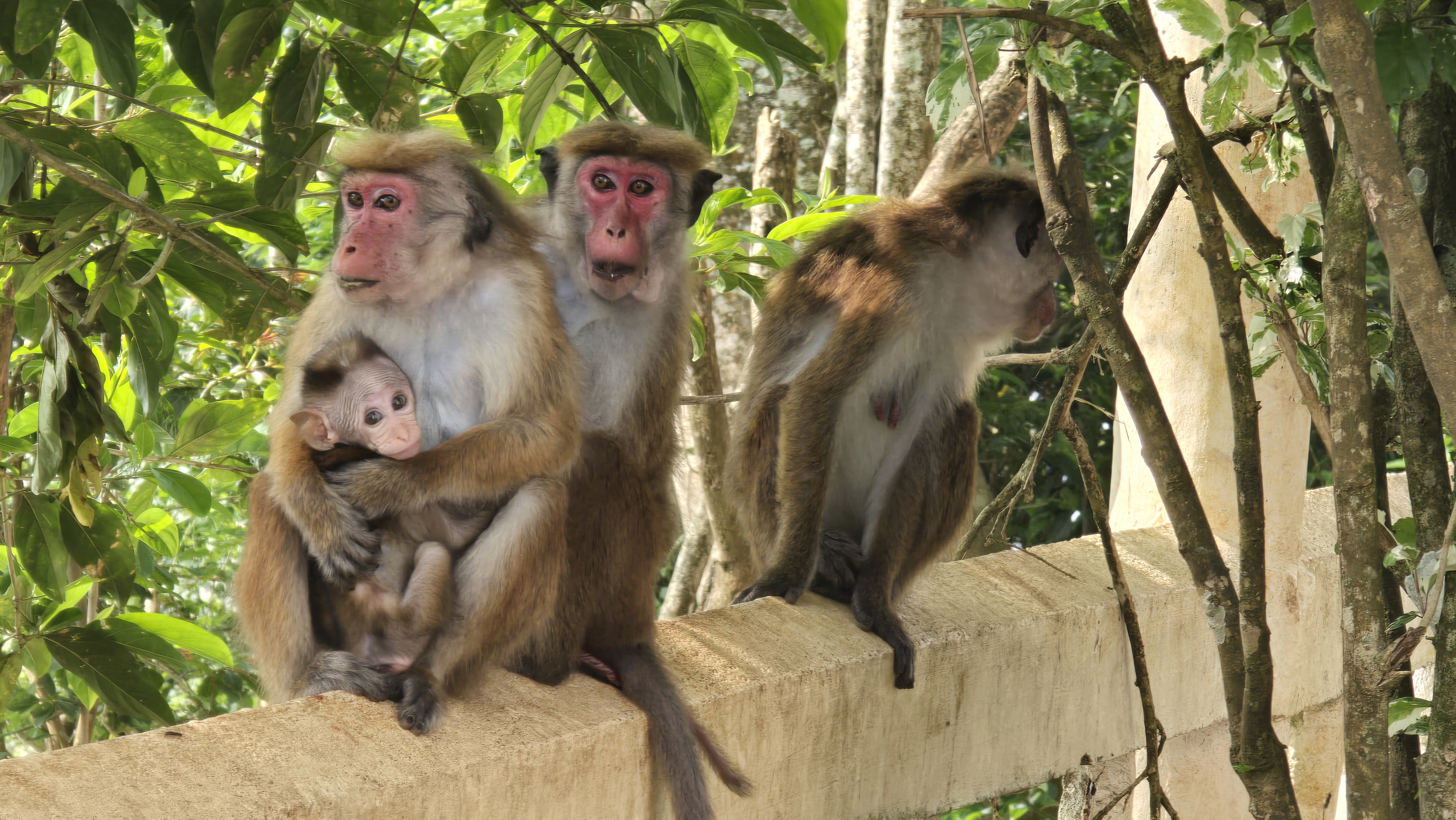 Контрастная Шри-Ланка. Максимум за 8 дней (17/43)