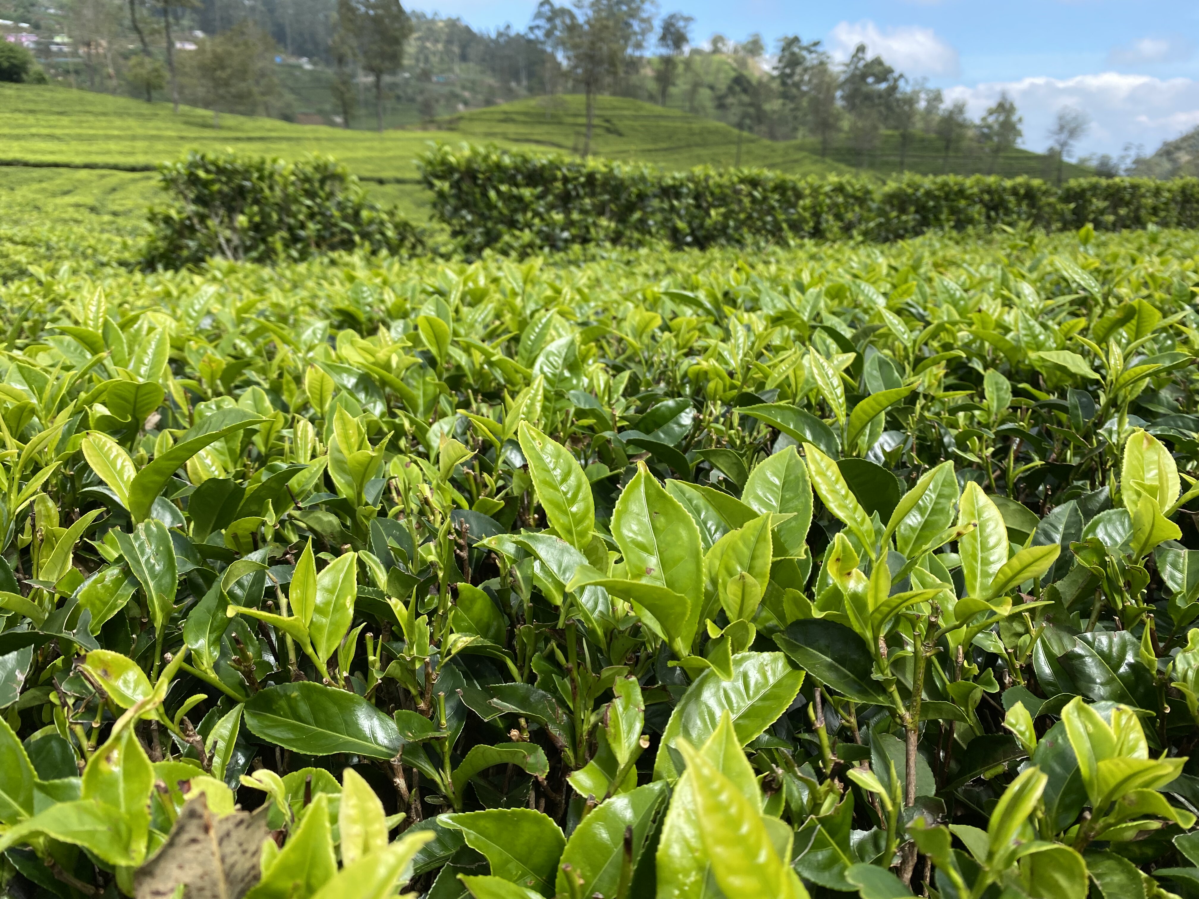 Колоритный Цейлон: слоны, храмы, чайные плантации и пляжный отдых. (29/54)
