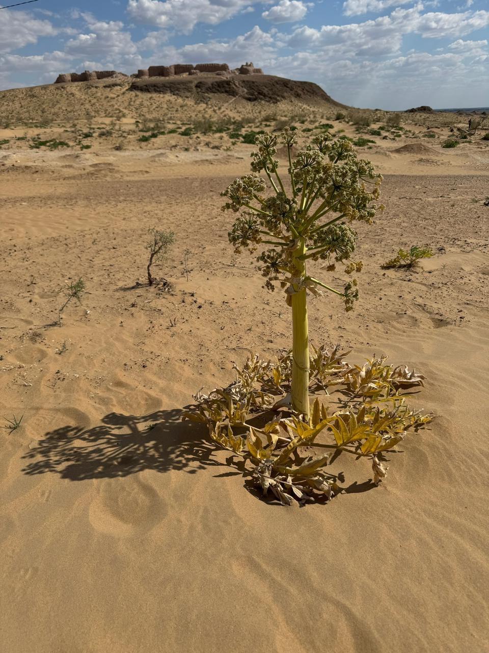 Ось Великих Империй (Хорезм-Хива-Бухара-Самарканд-Шахрисабз-Ташкент) (4/17)