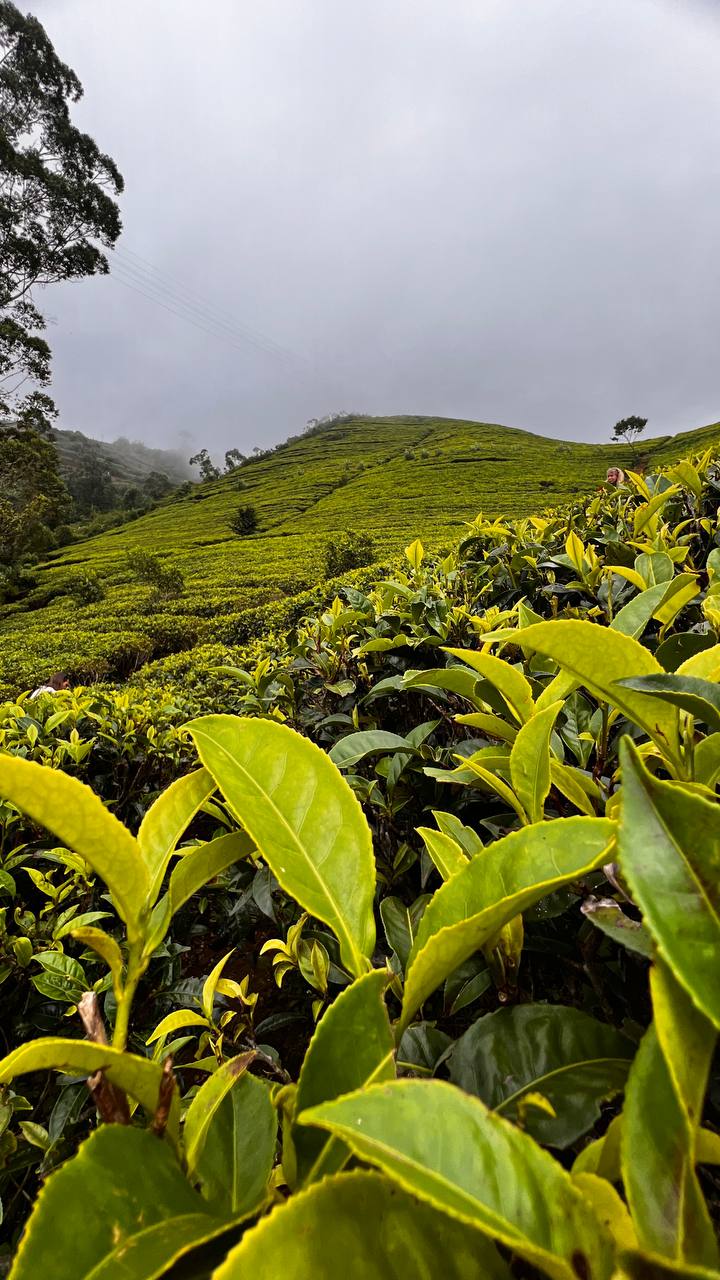 Однодневная экскурсия Элла и парк слонов Удавалаве (14/14)